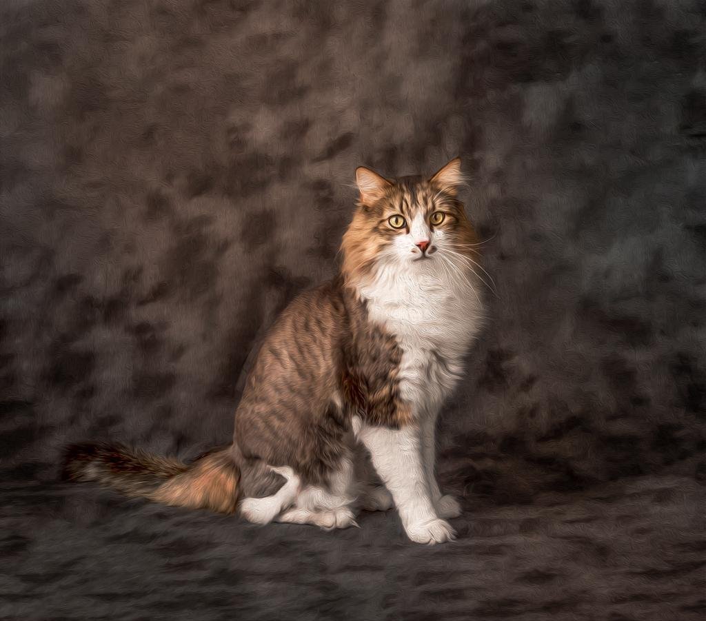 cat photography