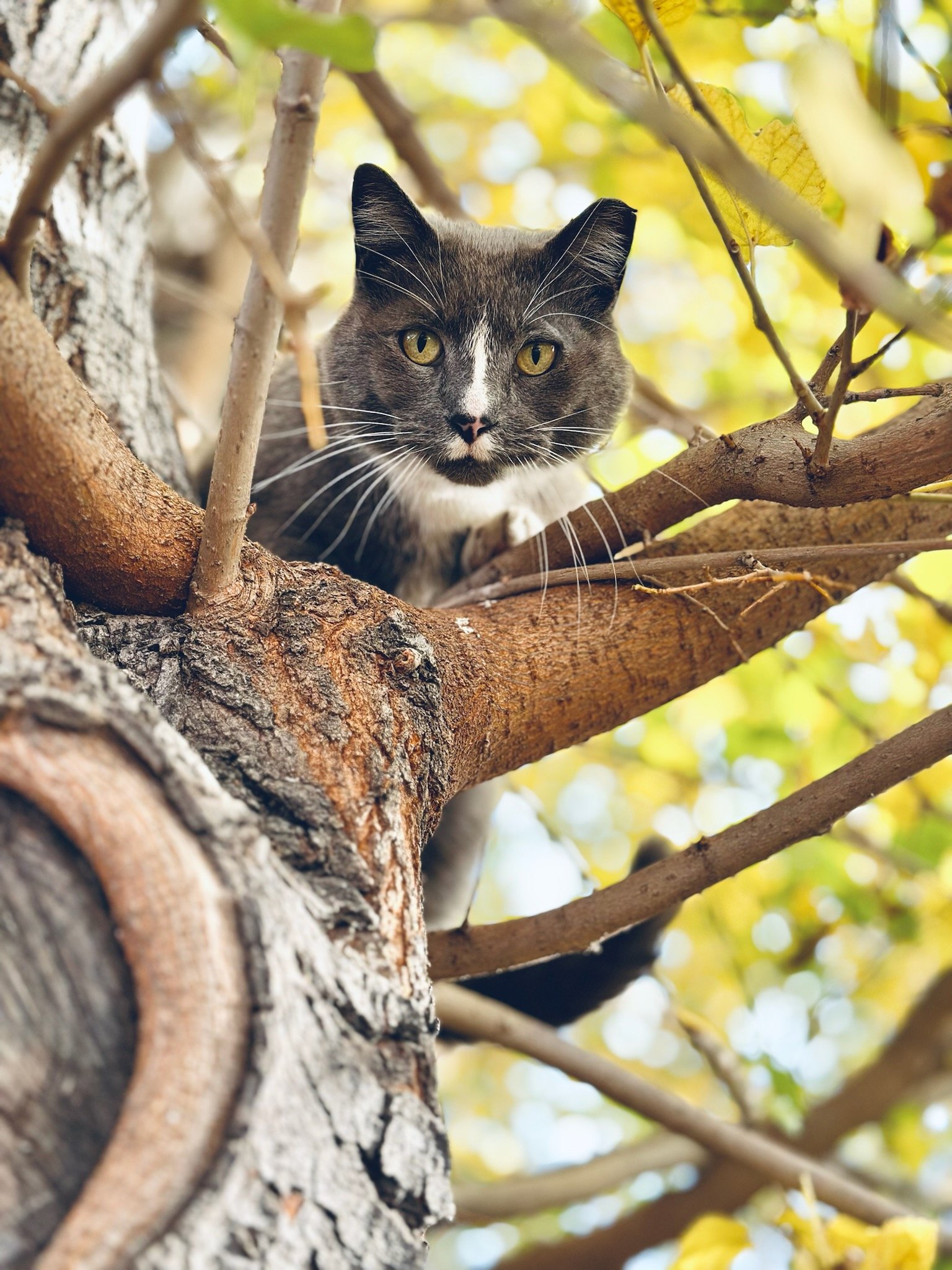 cat