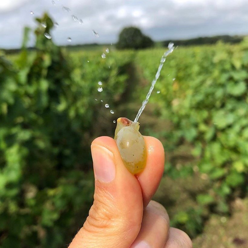 Harvest starts tomorrow in Muscadet and the Melon is looking 😍😍😍. Repost from our friends at @famillelieubeau who produce some of Muscadet&rsquo;s most compelling Cru Muscadets, single-site Muscadets, and delicious Vin de Pays. 
⠀⠀⠀⠀⠀⠀⠀⠀⠀
Bon cour
