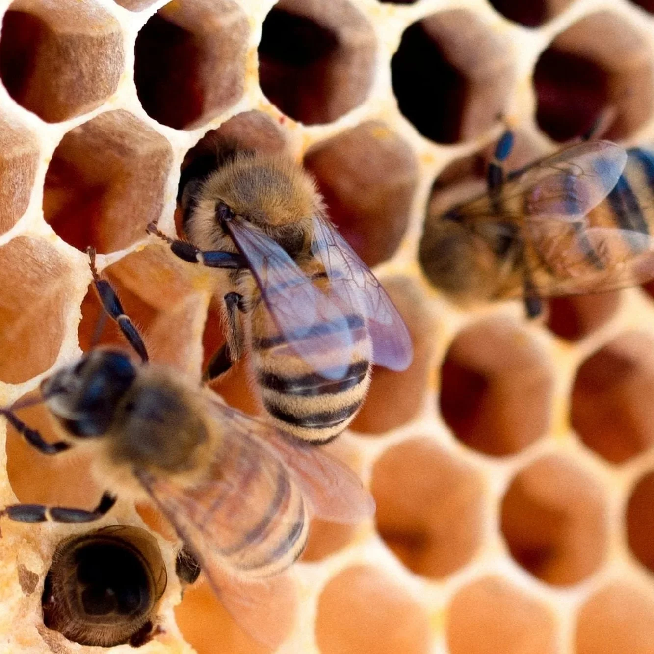 The Cultural Transformation Game