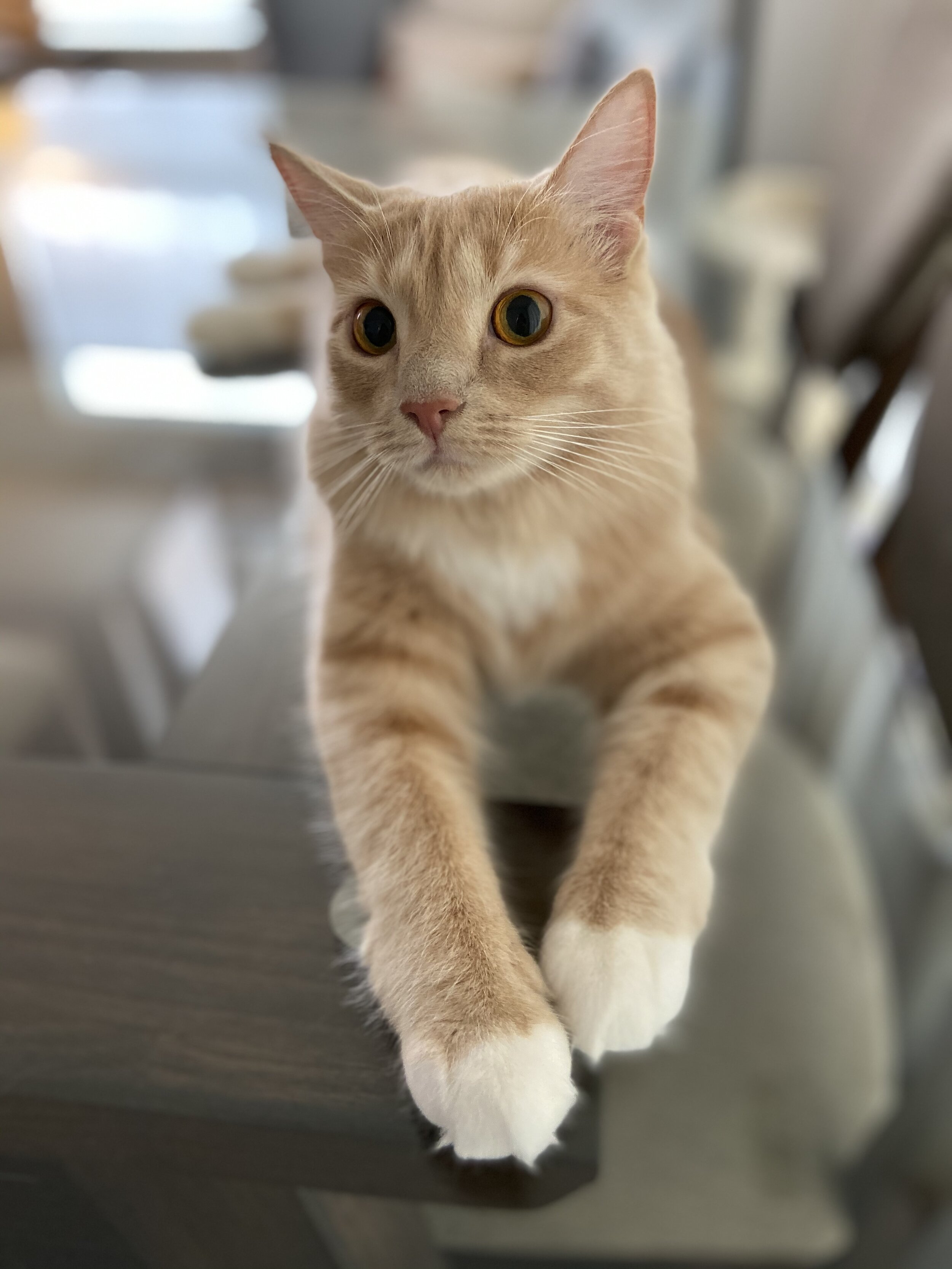 Hildy
Photo by Ariana Albarella