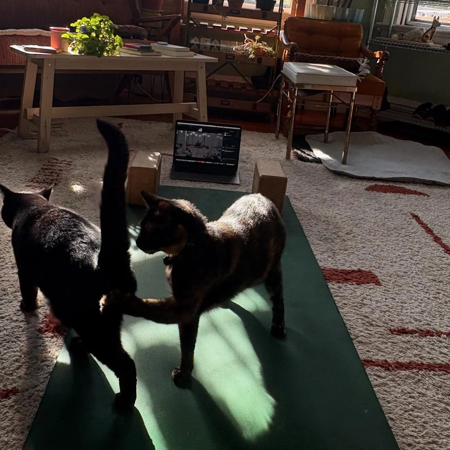 a purrrfect Sunday for yoga, whether you roll out your mat in studio or at home with your furry friends 💜