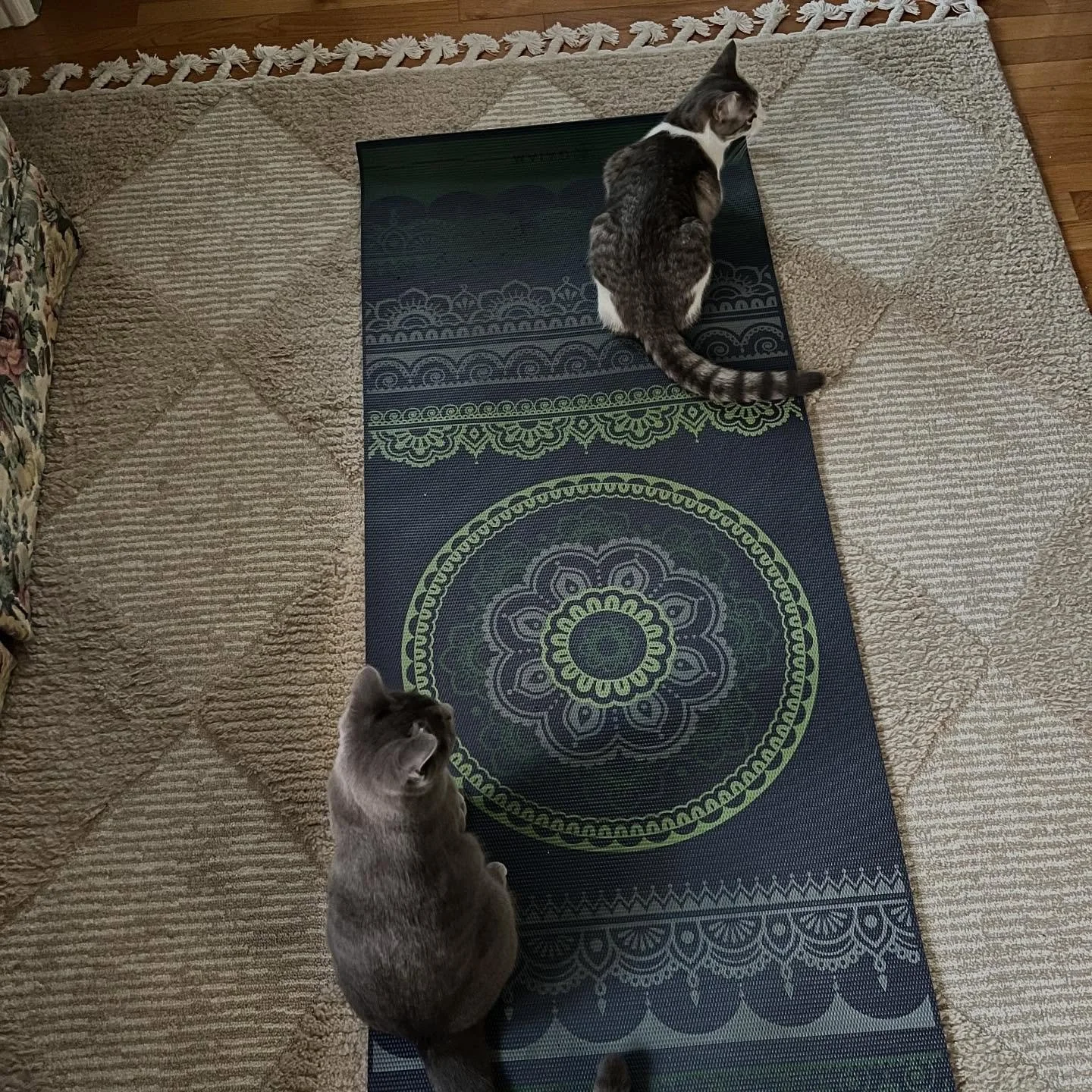 Pets 🤝 virtual yoga 

We love seeing who else joins in to our virtual classes! 💜 You are always welcome to livestream one of our classes for yourself (and/or your pets🐈🐩) if you can&rsquo;t make it to one of our studios.