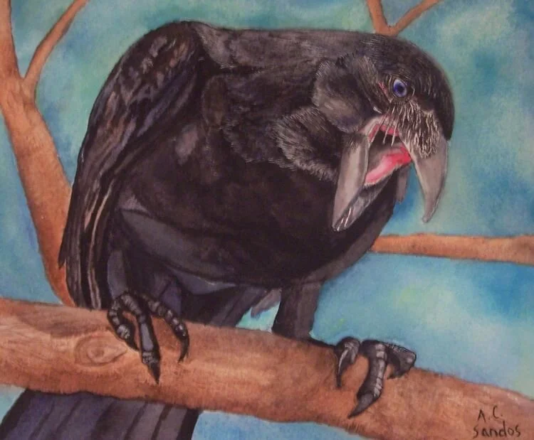 Alala watercolor.jpeg