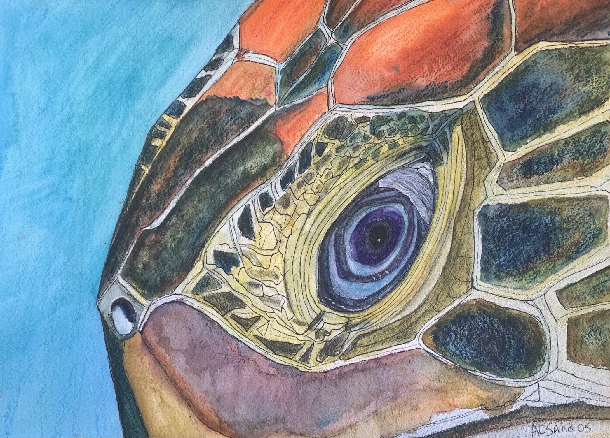 The Eye of the Turtle.jpeg