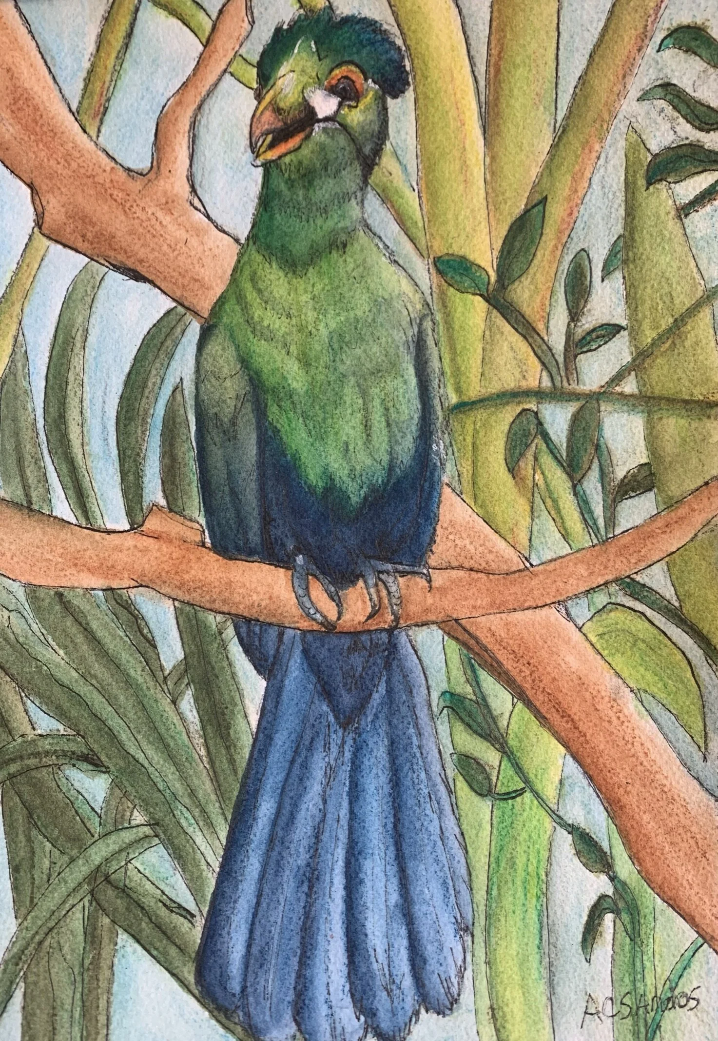 The Happy Turaco.jpeg