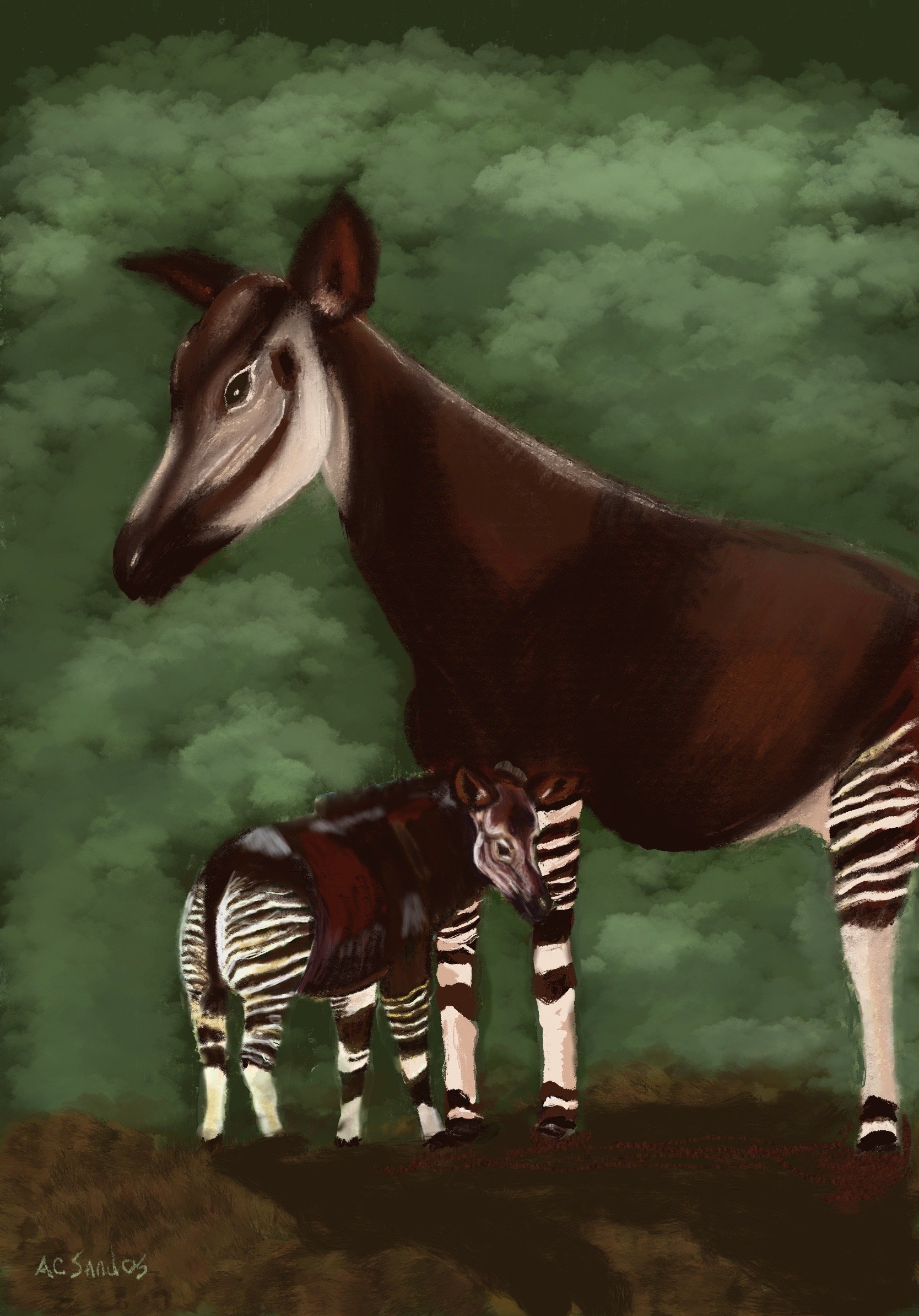 Bambesa and Safari Okapi