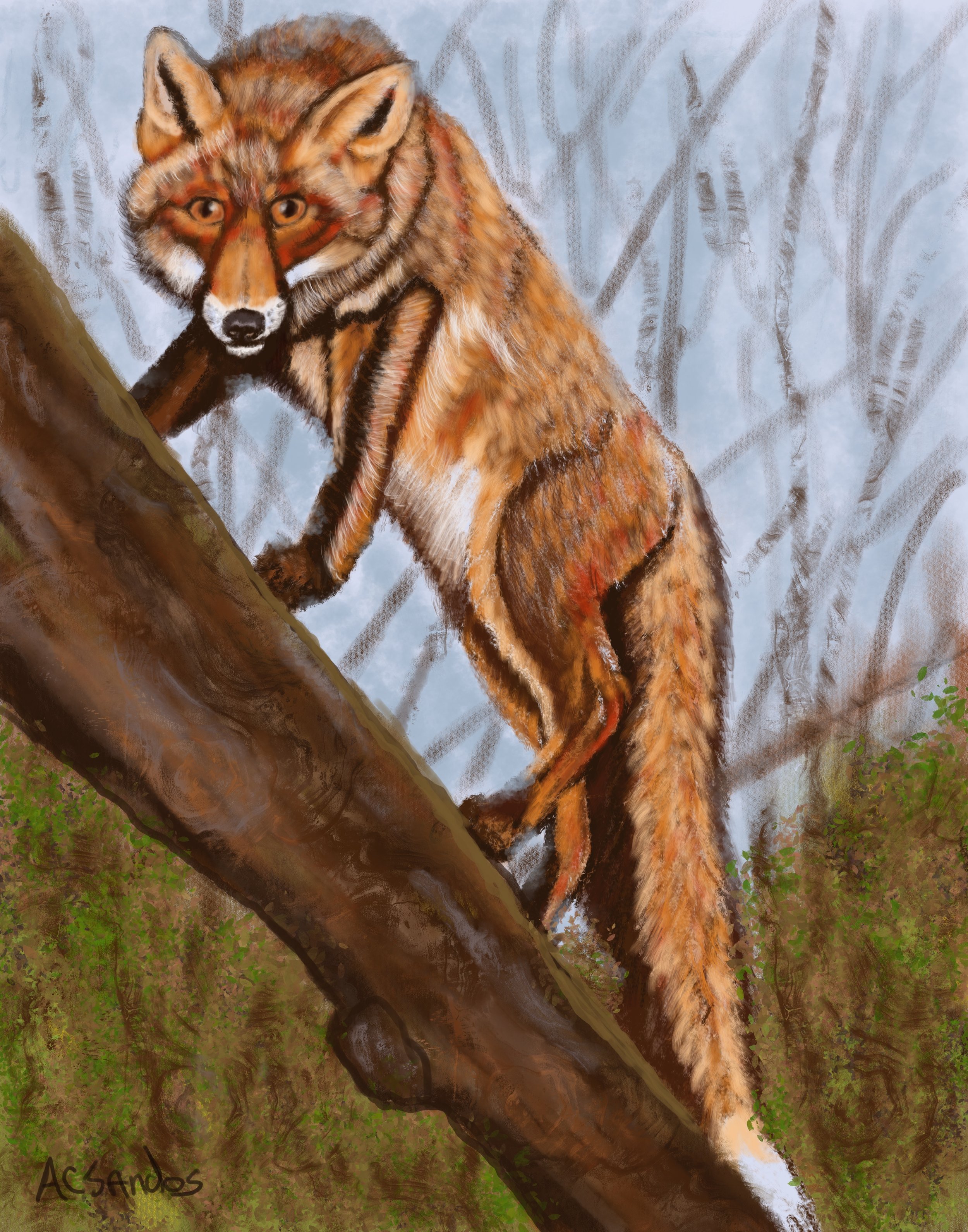 Foxy Moxie