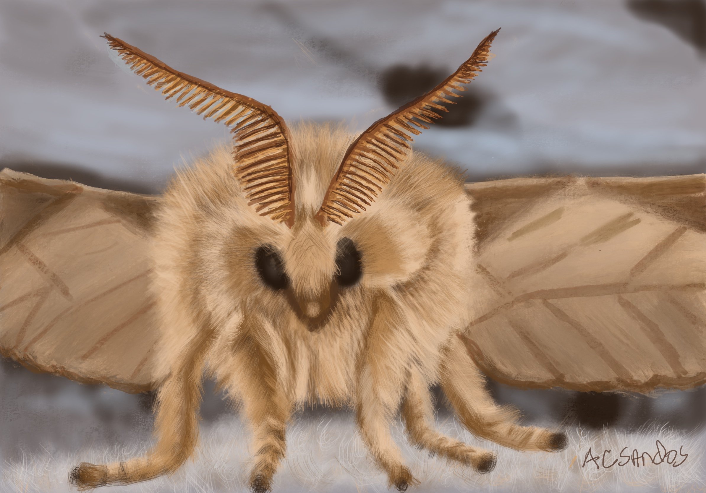 Moth Thoughts