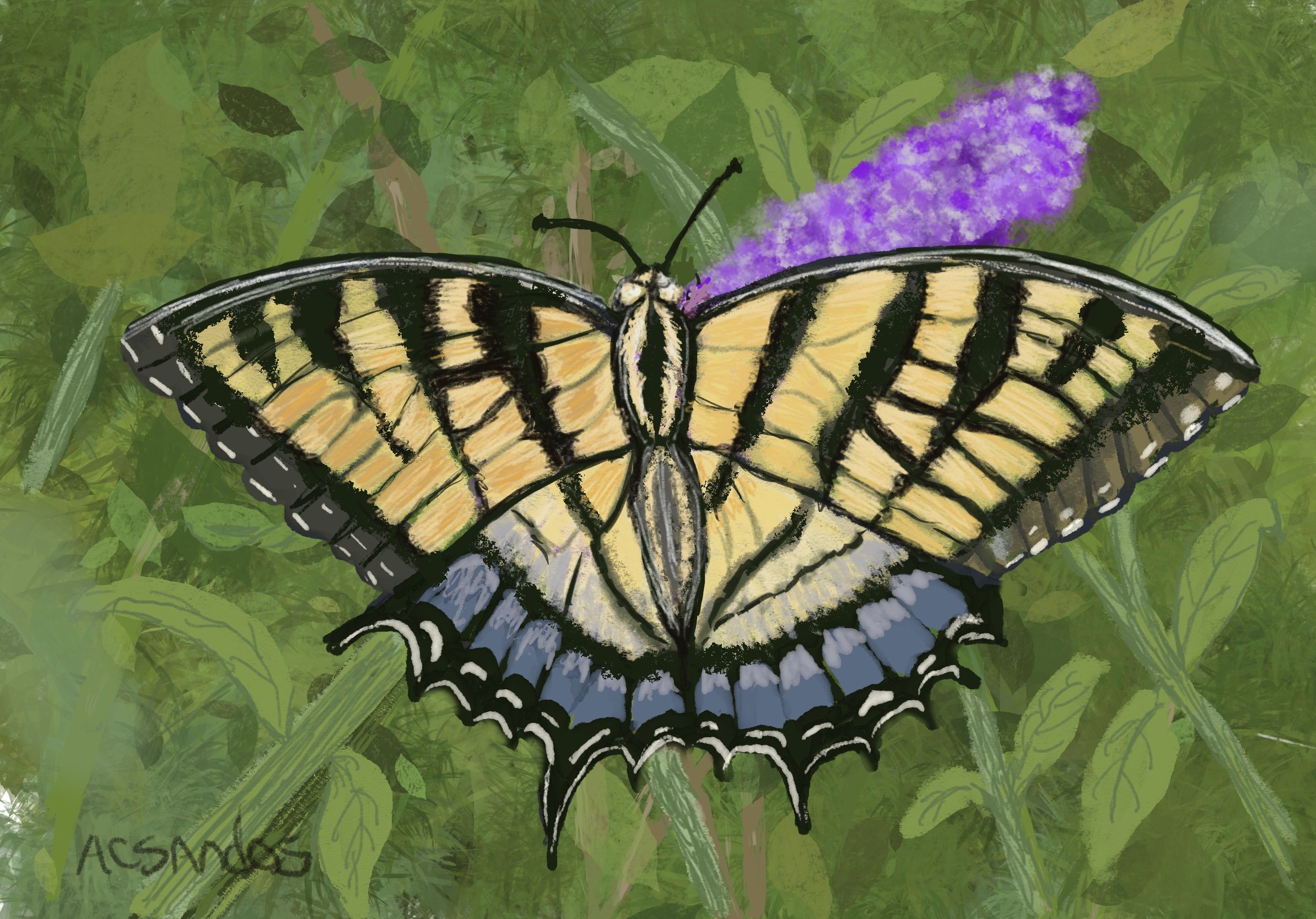 Tiger Swallowtail