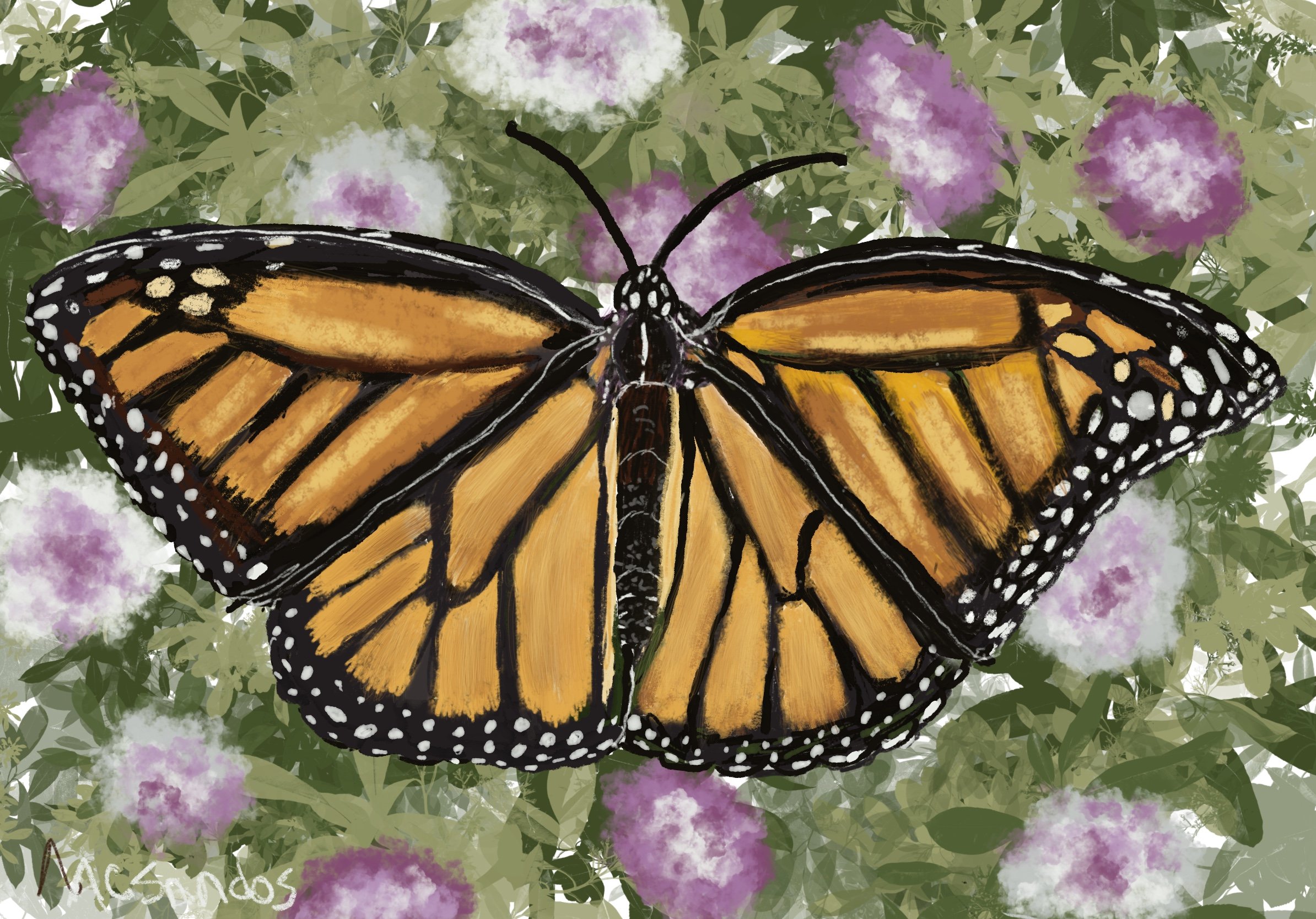 Mariposa Monarca 10