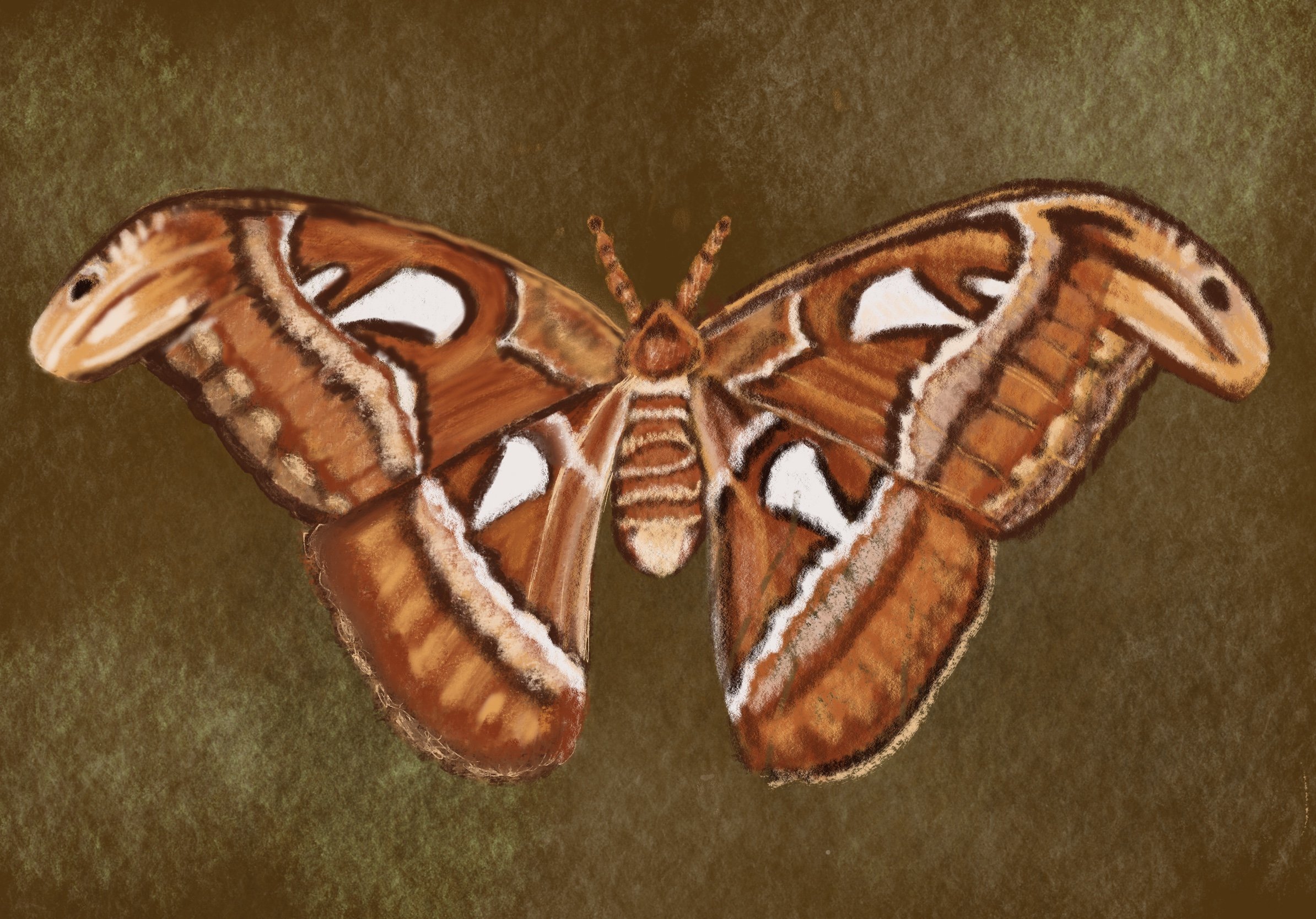 Atlas Moth
