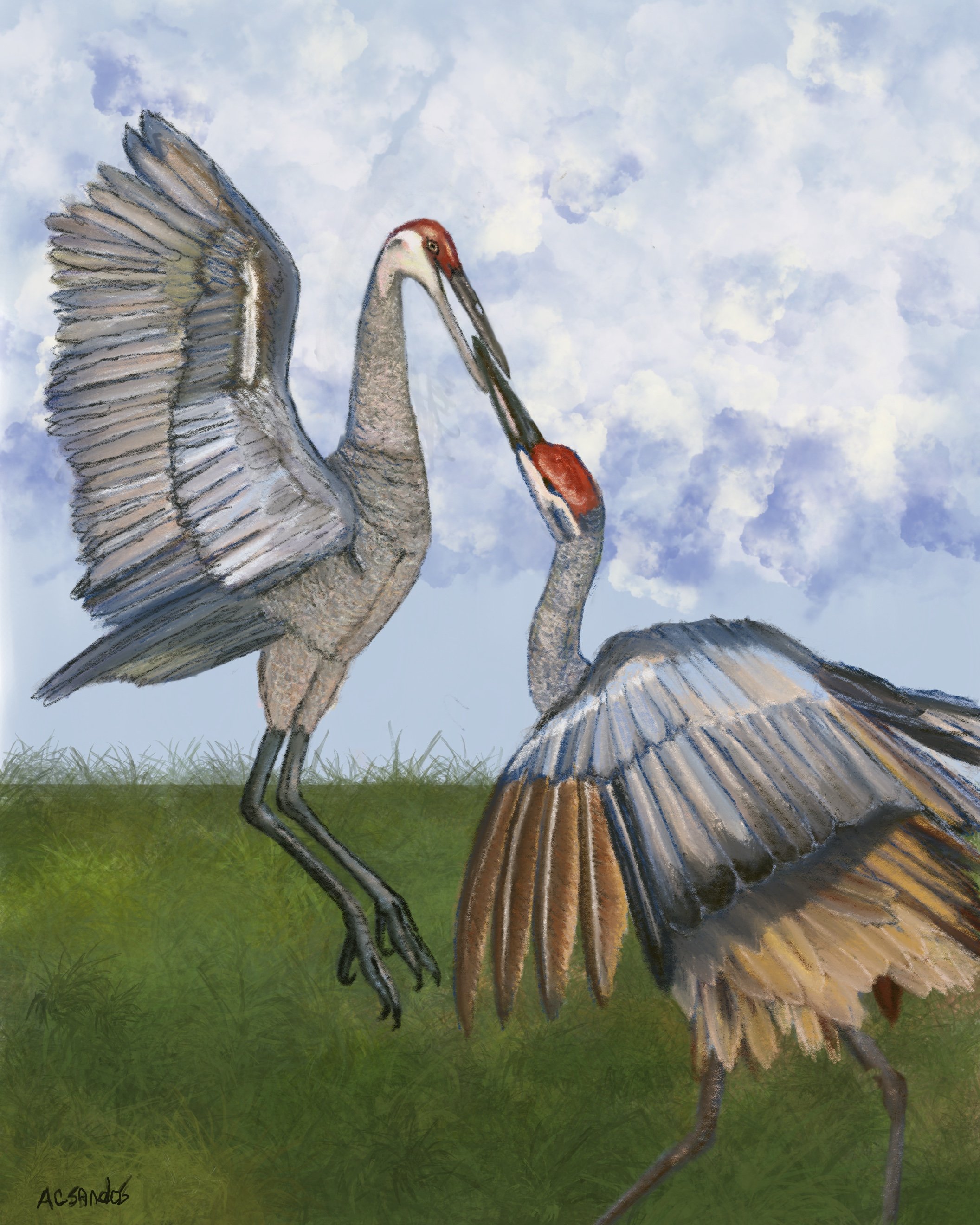 Dancing Cranes