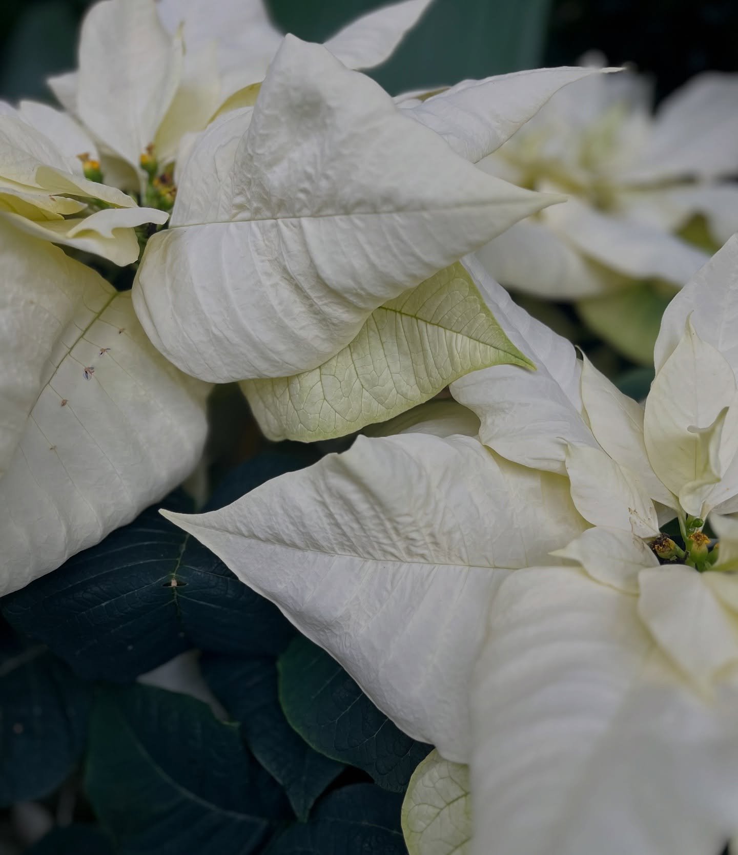 Wishing you peace this New Year. 🤍