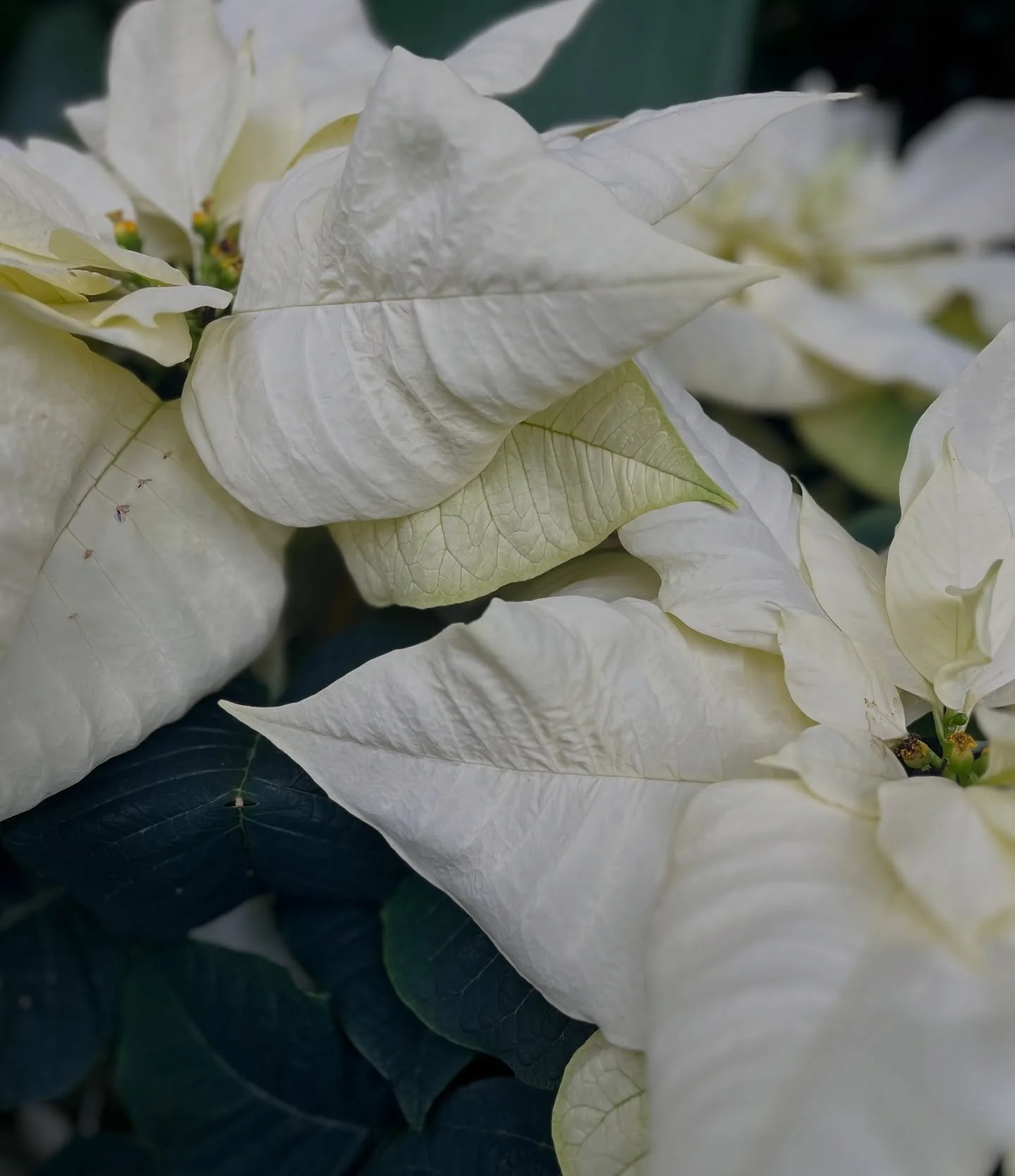 Wishing you peace this New Year. 🤍