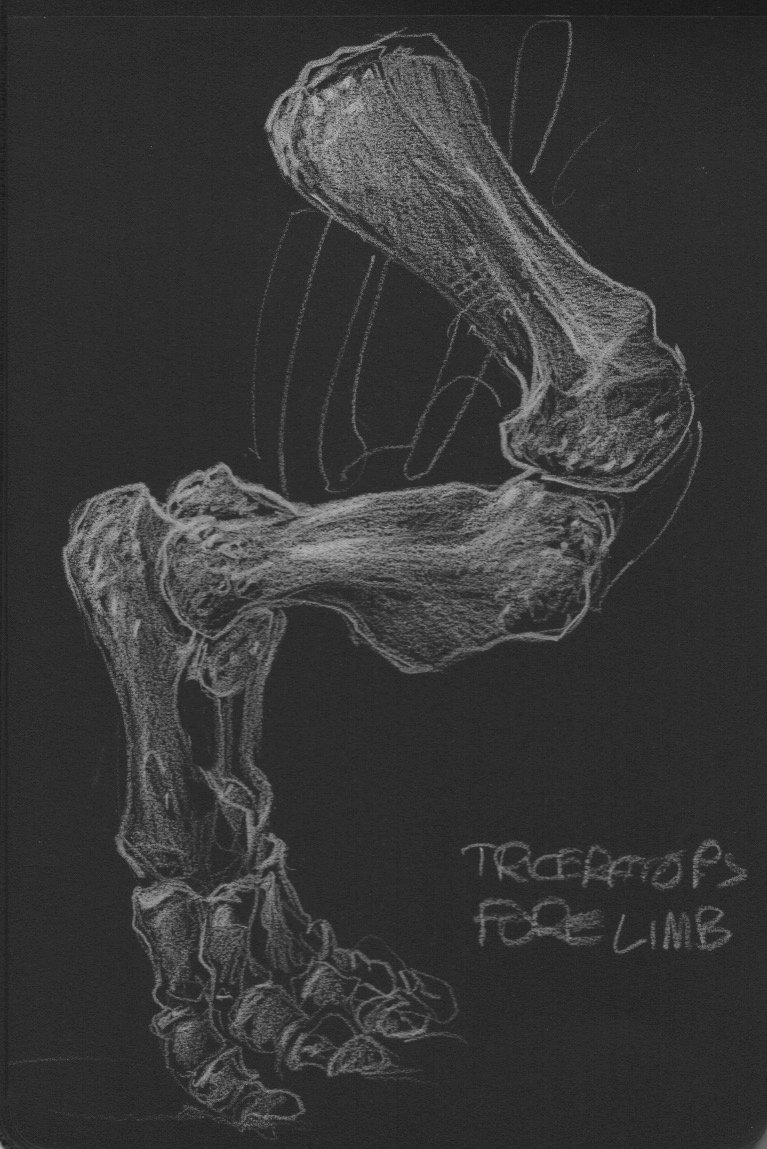 triceratops forelimb.jpeg
