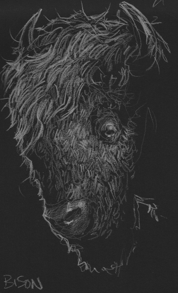 Bison.jpeg