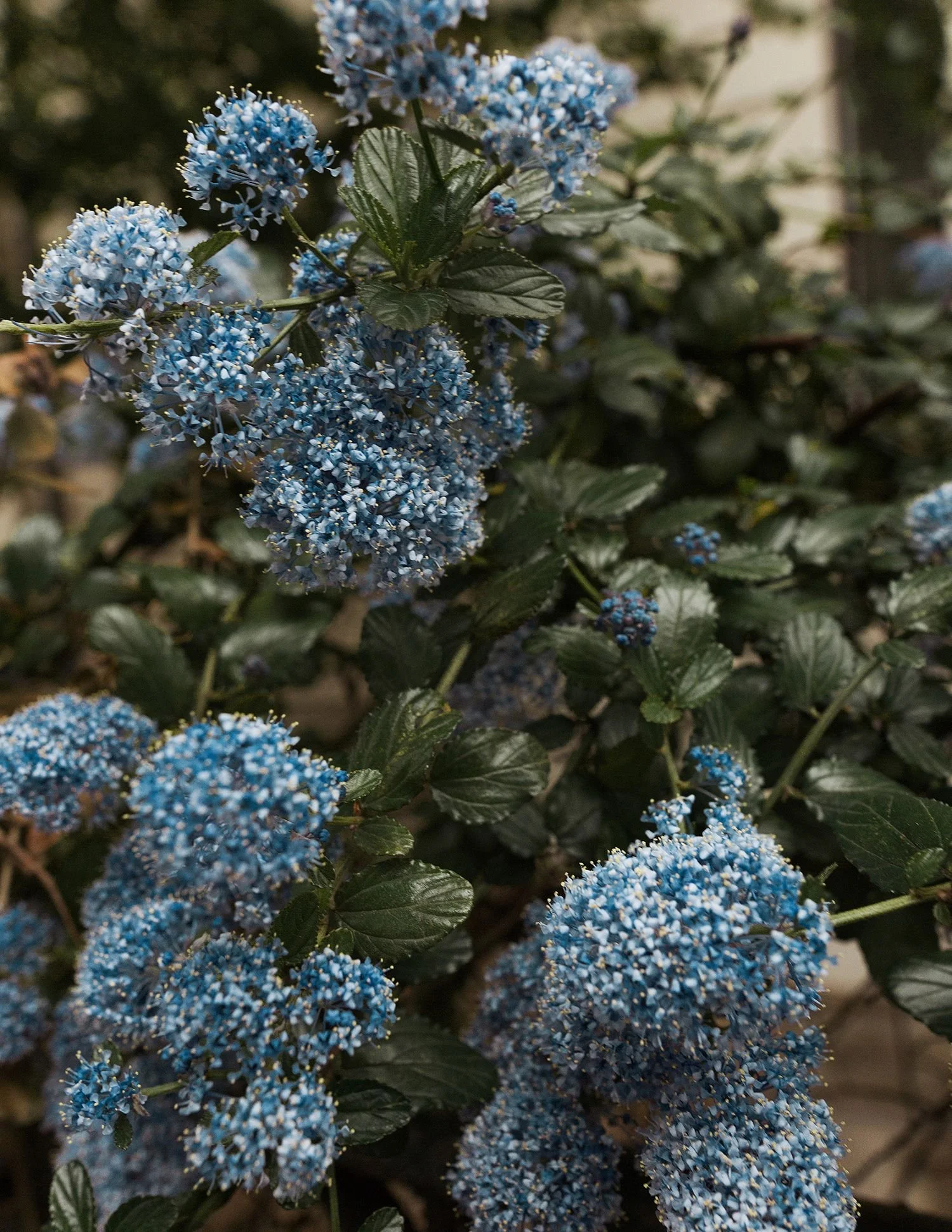 Close-up of blue hydrangea flowers with dark green leaves.