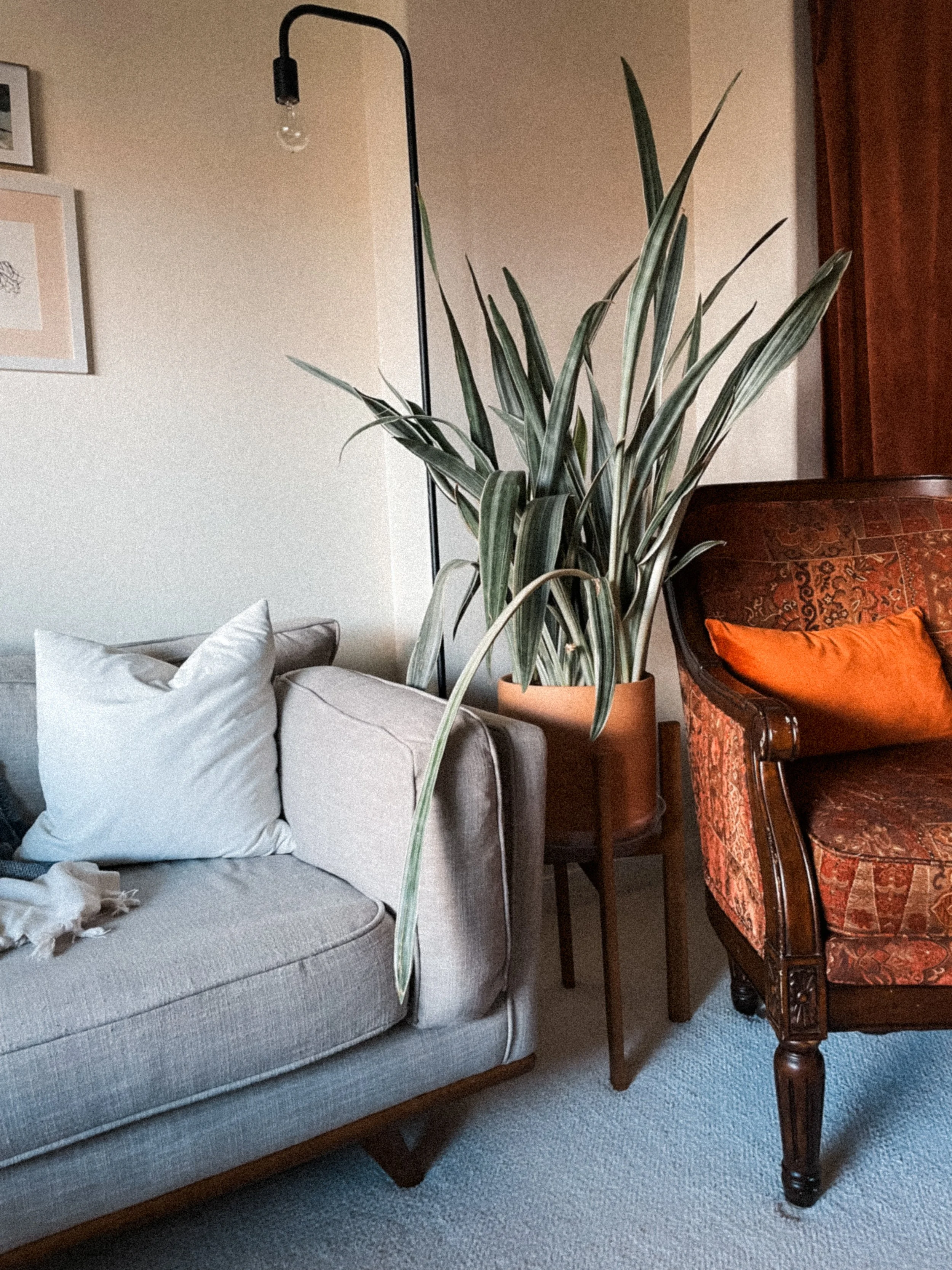 Living room with a beige sofa, white pillows, a large indoor plant in a terracotta pot, a vintage red-patterned armchair with an orange pillow, and a black floor lamp with a bare bulb.