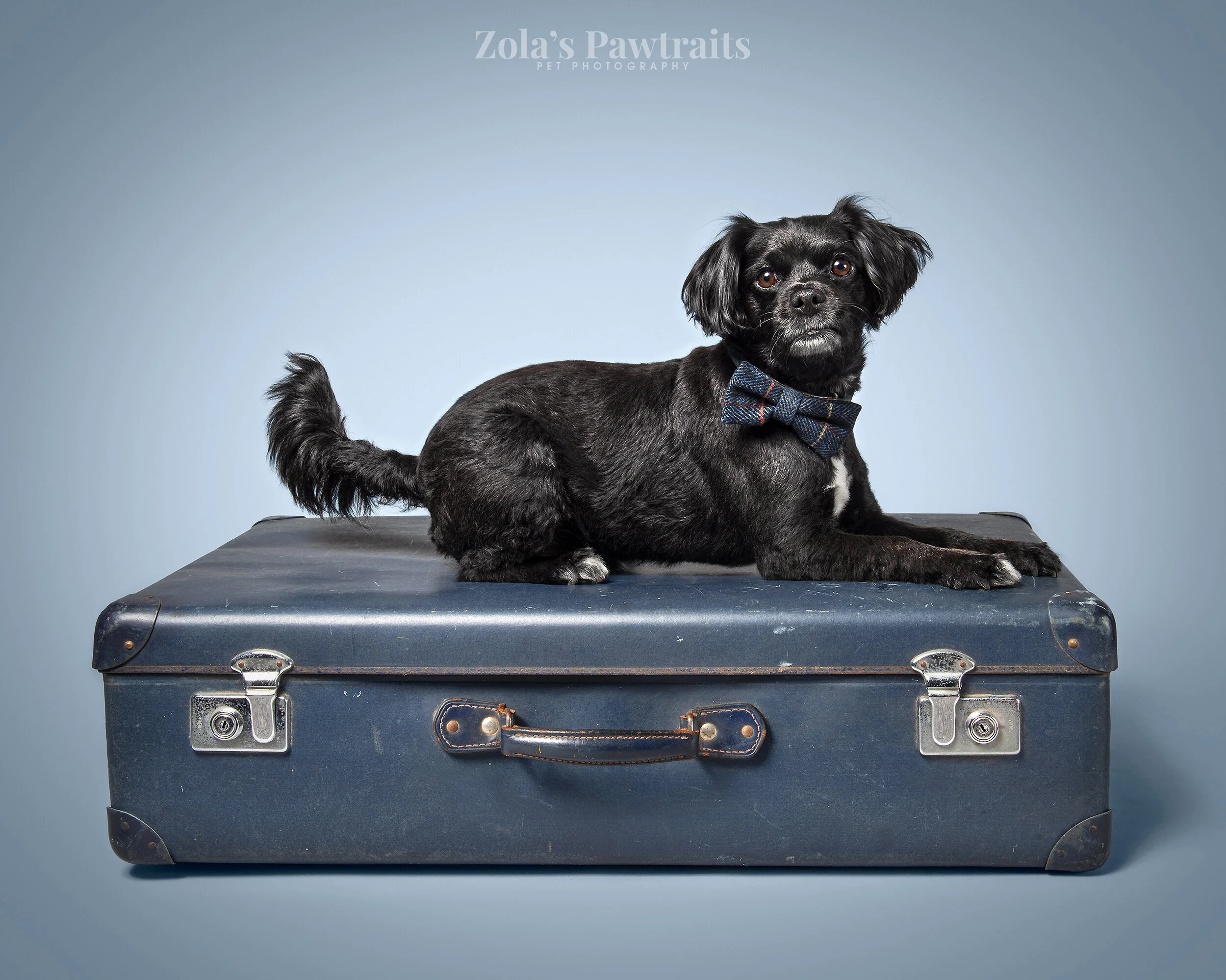 PETPHOTOGRAHY_ZOLASPAWTRAITS_011.jpg