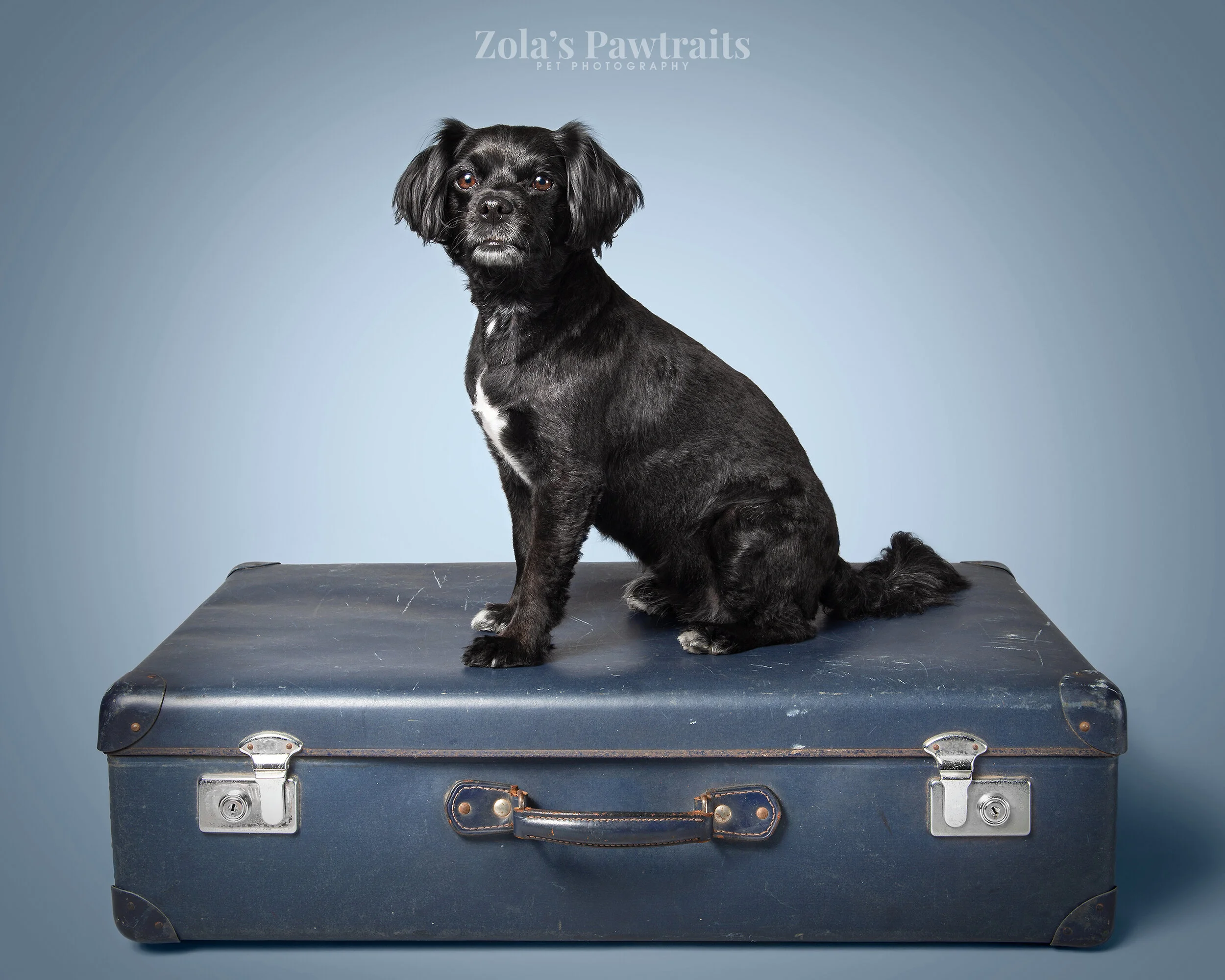 PETPHOTOGRAHY_ZOLASPAWTRAITS_014.jpg