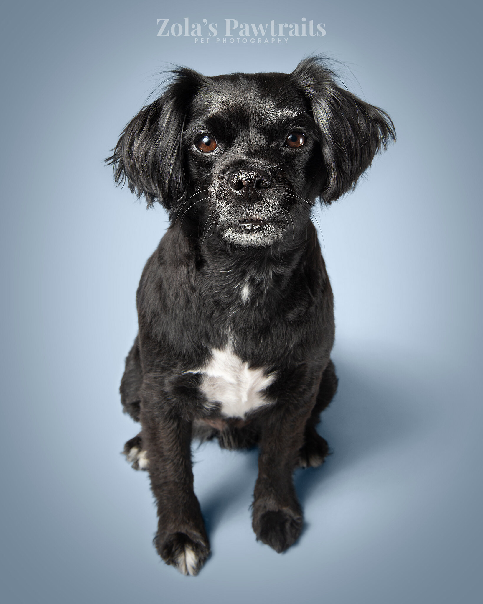 PETPHOTOGRAHY_ZOLASPAWTRAITS_016.jpg