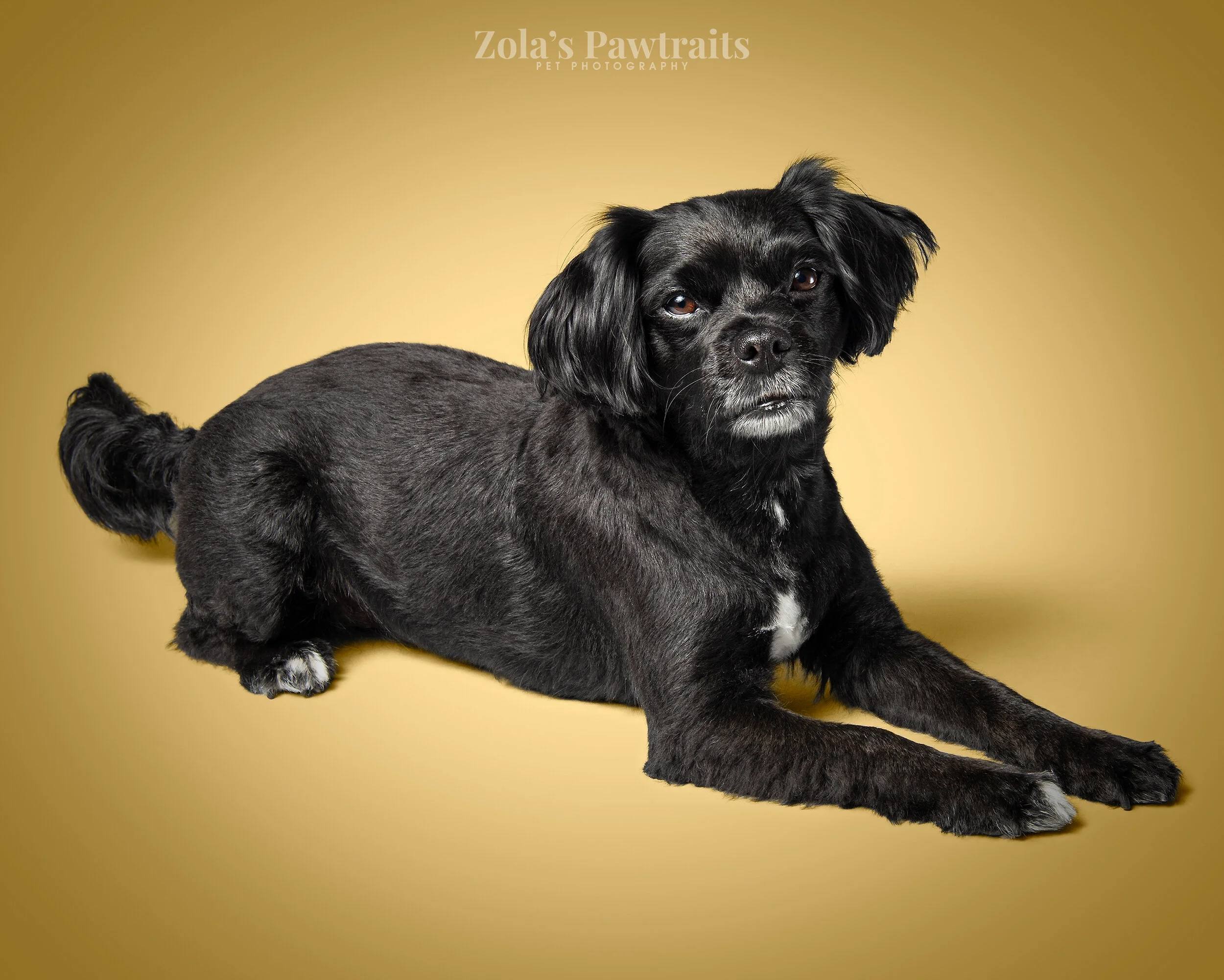 PETPHOTOGRAHY_ZOLASPAWTRAITS_015.jpg