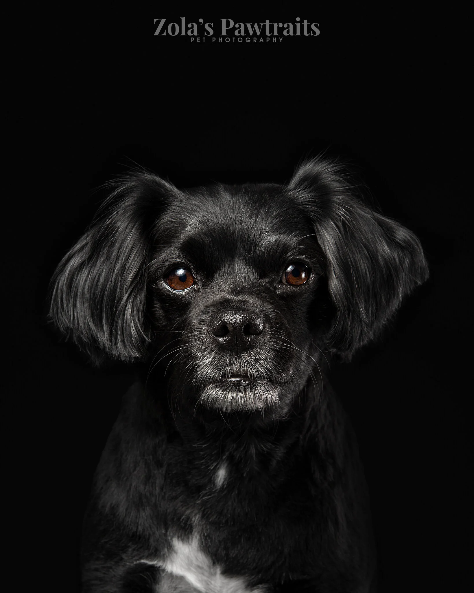 PETPHOTOGRAHY_ZOLASPAWTRAITS_017.jpg