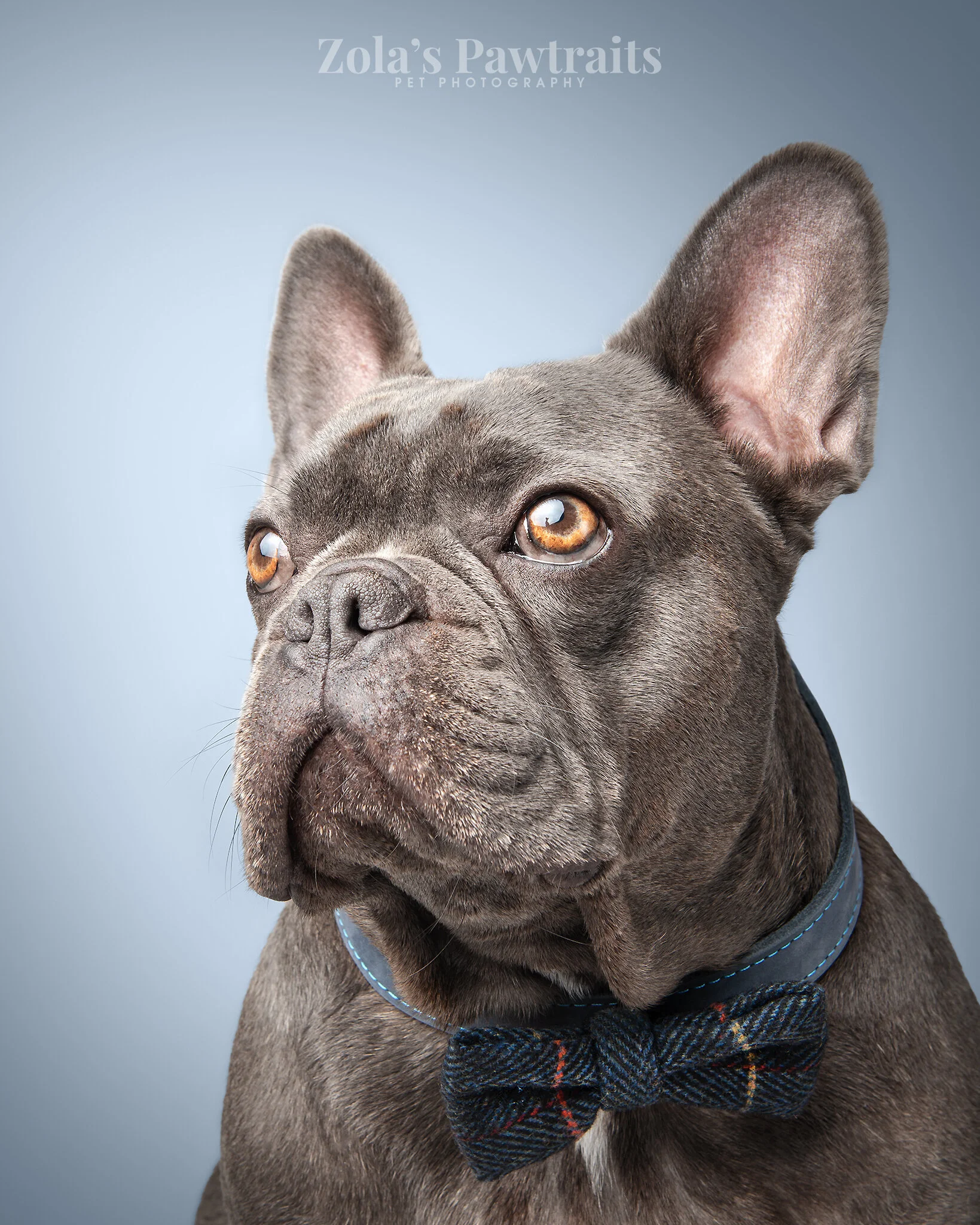 PETPHOTOGRAHY_ZOLASPAWTRAITS_018.jpg