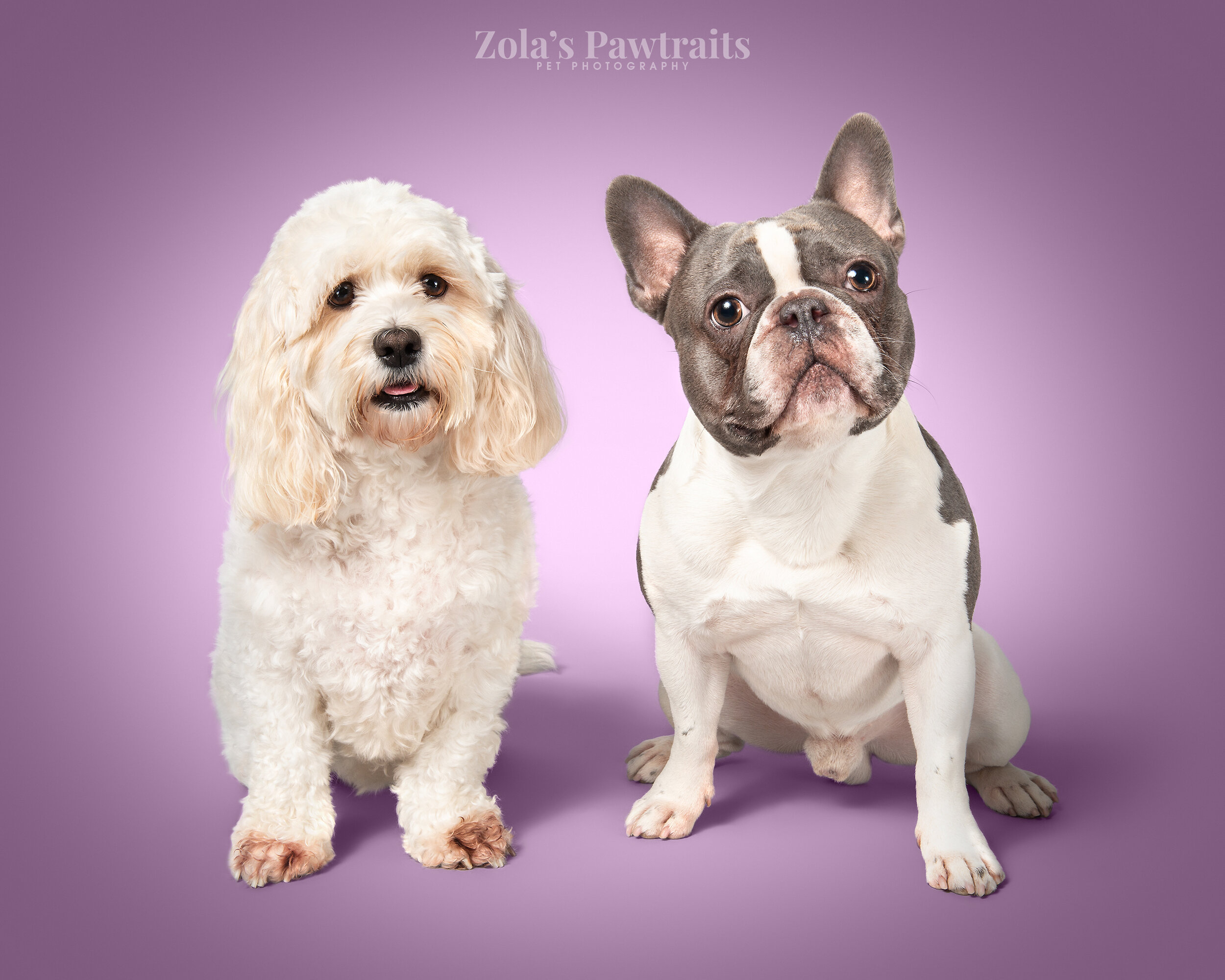 PETPHOTOGRAHY_ZOLASPAWTRAITS_030.jpg