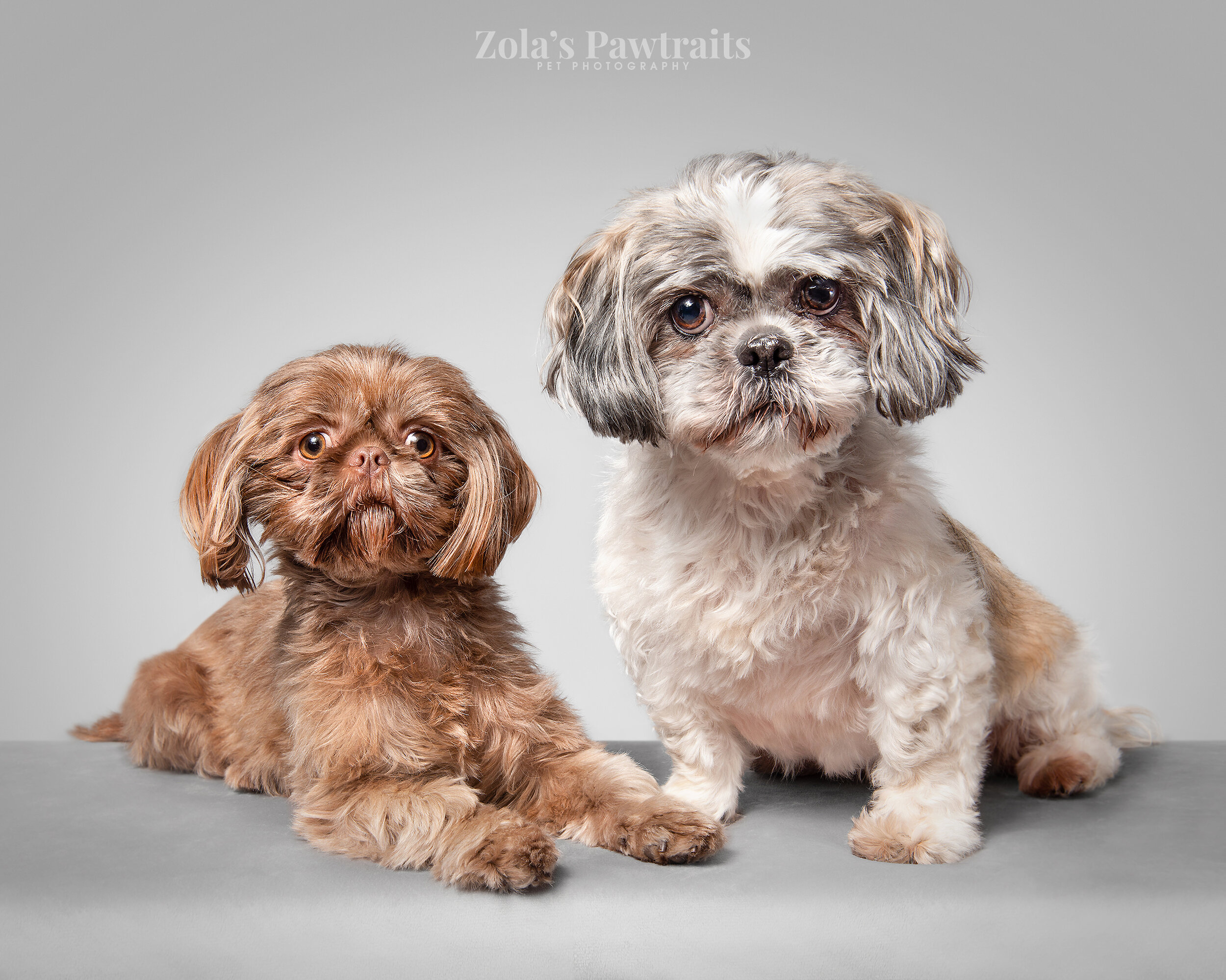 PETPHOTOGRAHY_ZOLASPAWTRAITS_029.jpg