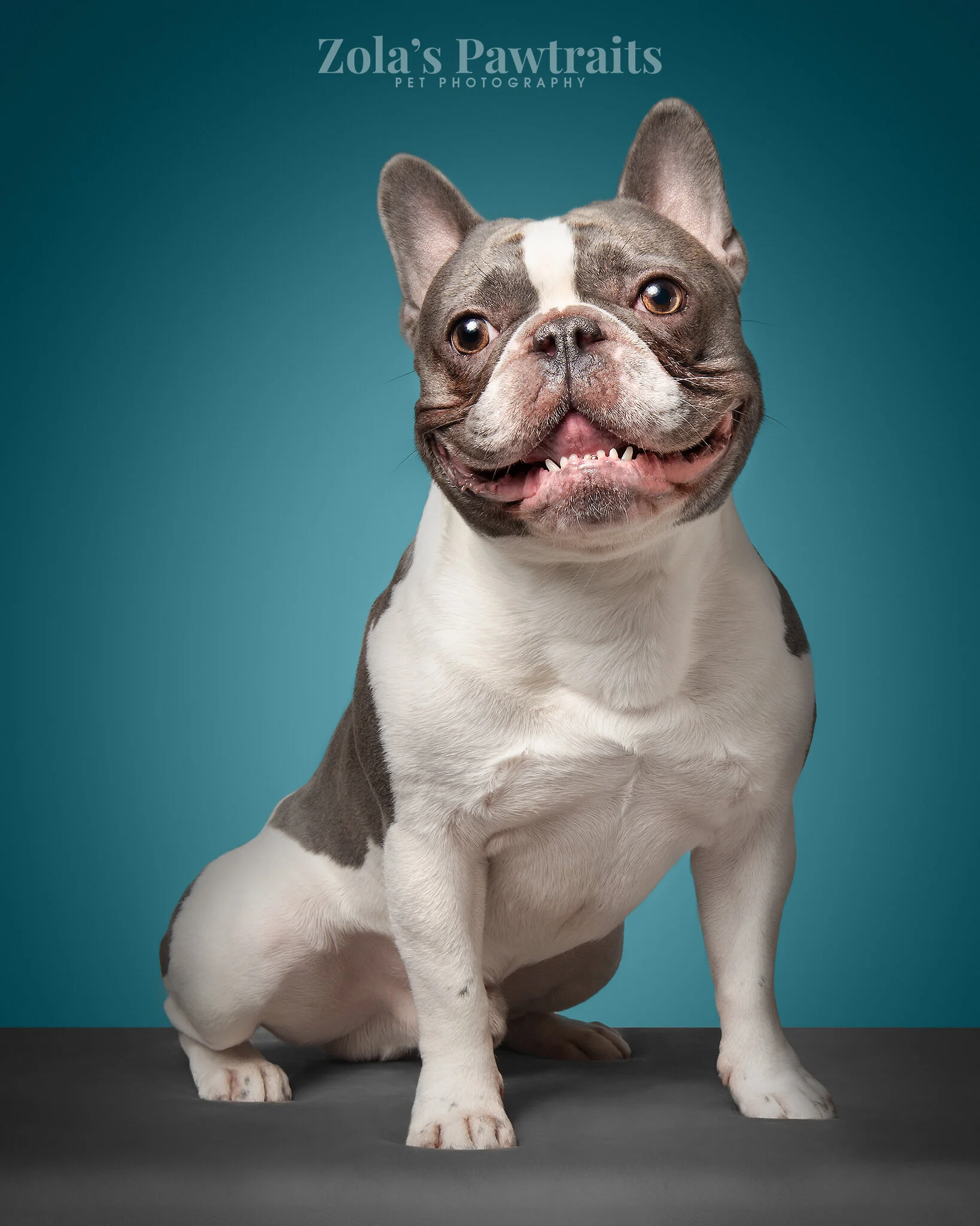PETPHOTOGRAHY_ZOLASPAWTRAITS_031.jpg