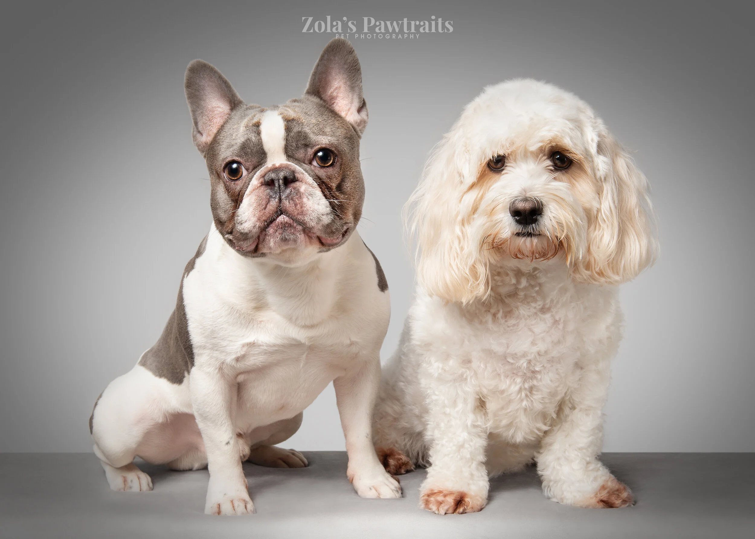 PETPHOTOGRAHY_ZOLASPAWTRAITS_032.jpg