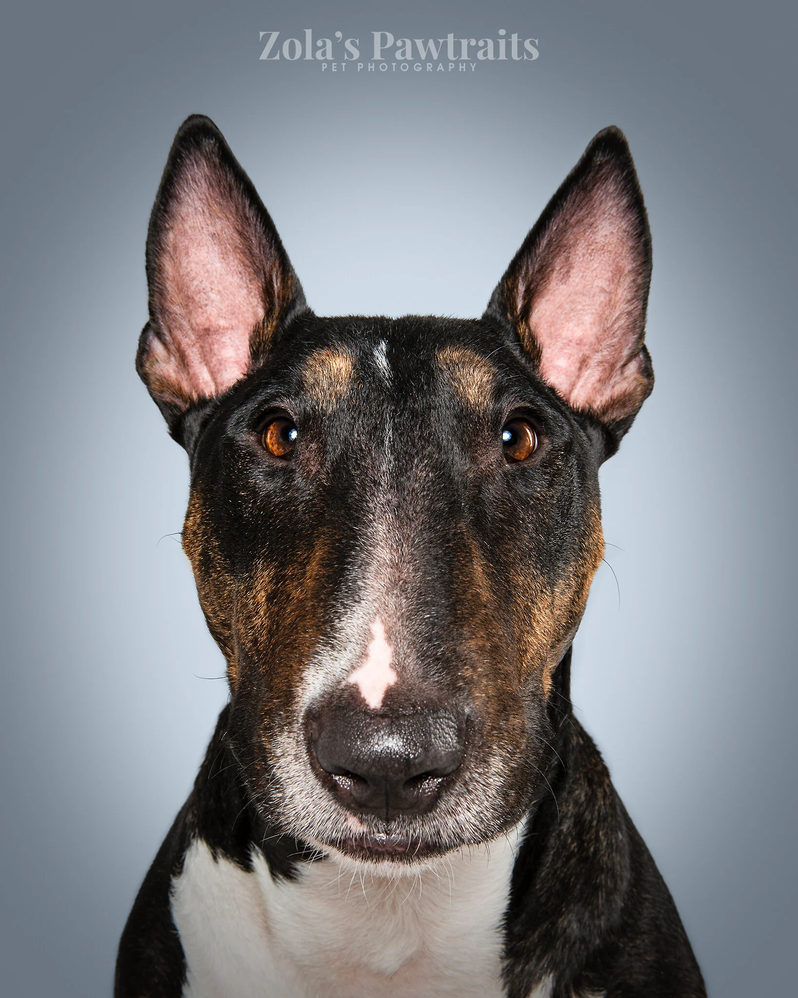 PETPHOTOGRAHY_ZOLASPAWTRAITS_033.jpg