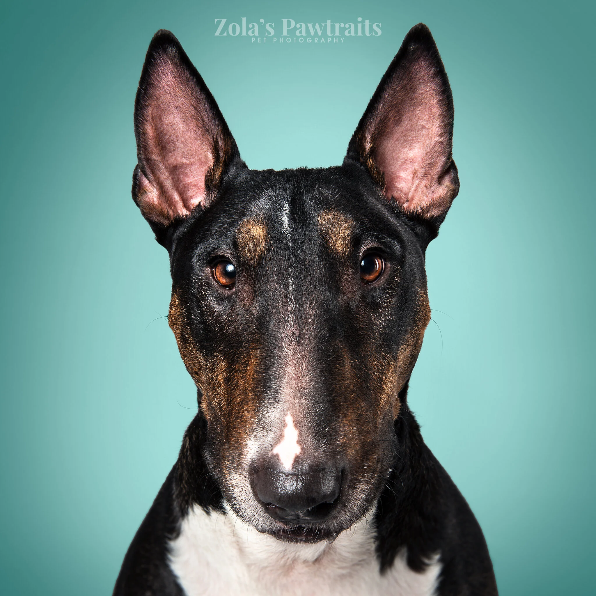 PETPHOTOGRAHY_ZOLASPAWTRAITS_034.jpg
