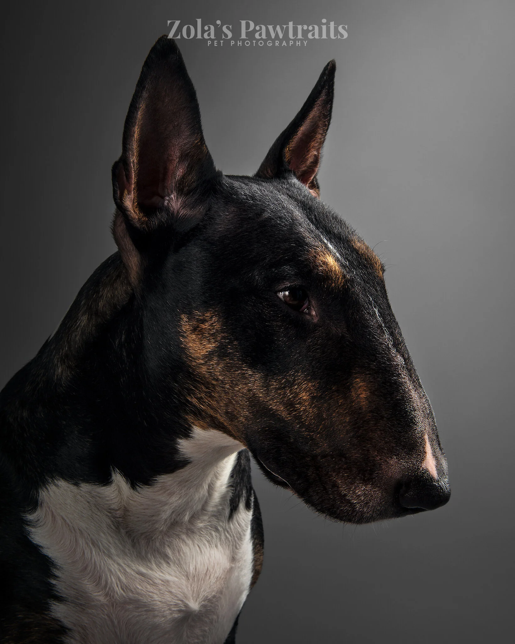 PETPHOTOGRAHY_ZOLASPAWTRAITS_035.jpg