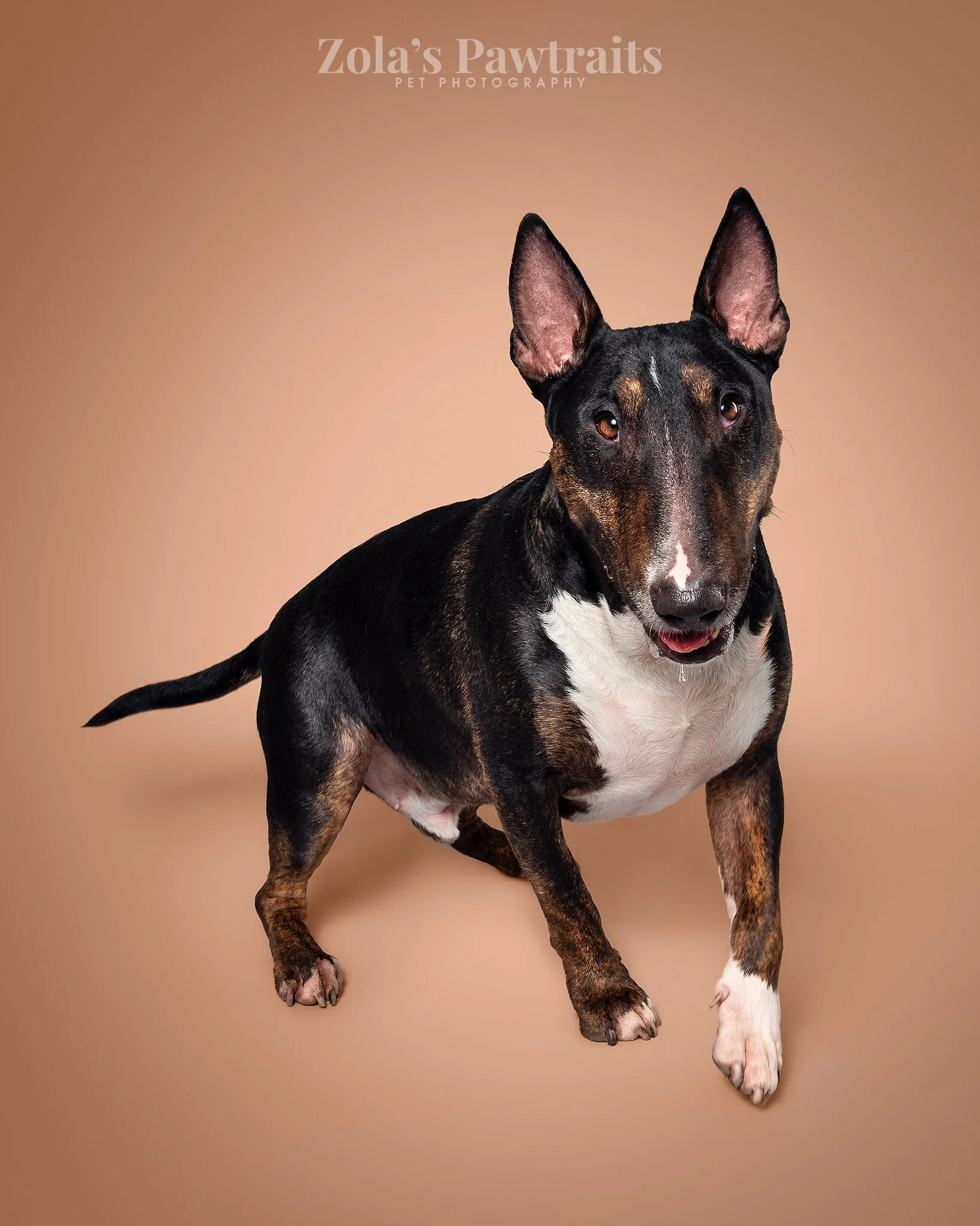 PETPHOTOGRAHY_ZOLASPAWTRAITS_036.jpg
