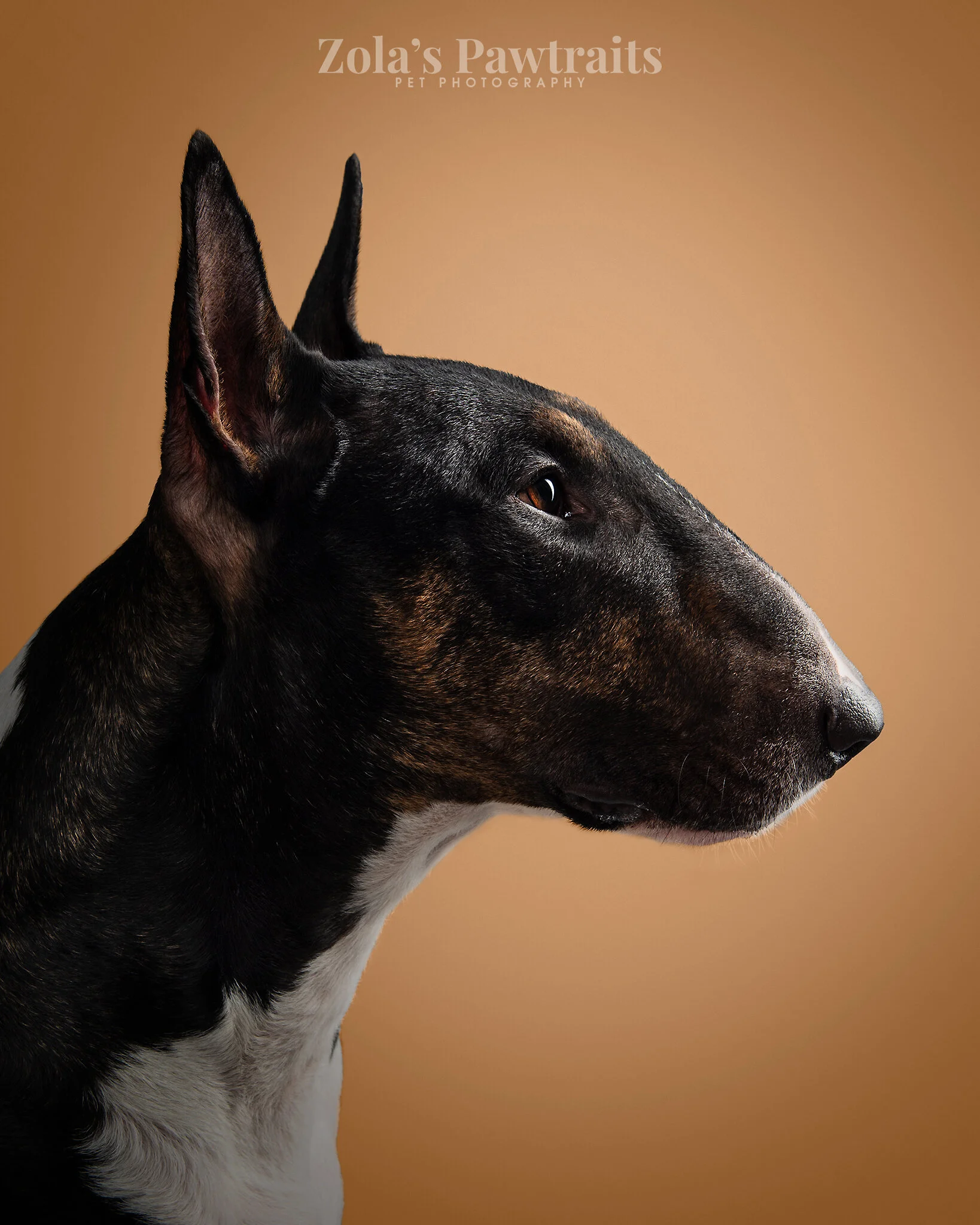 PETPHOTOGRAHY_ZOLASPAWTRAITS_038.jpg