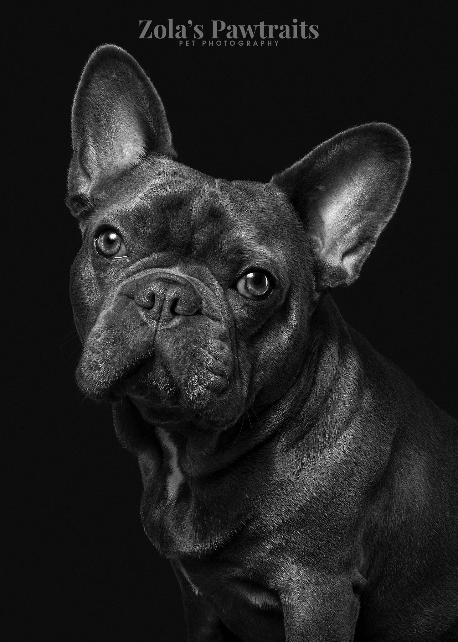 PETPHOTOGRAHY_ZOLASPAWTRAITS_042.jpg