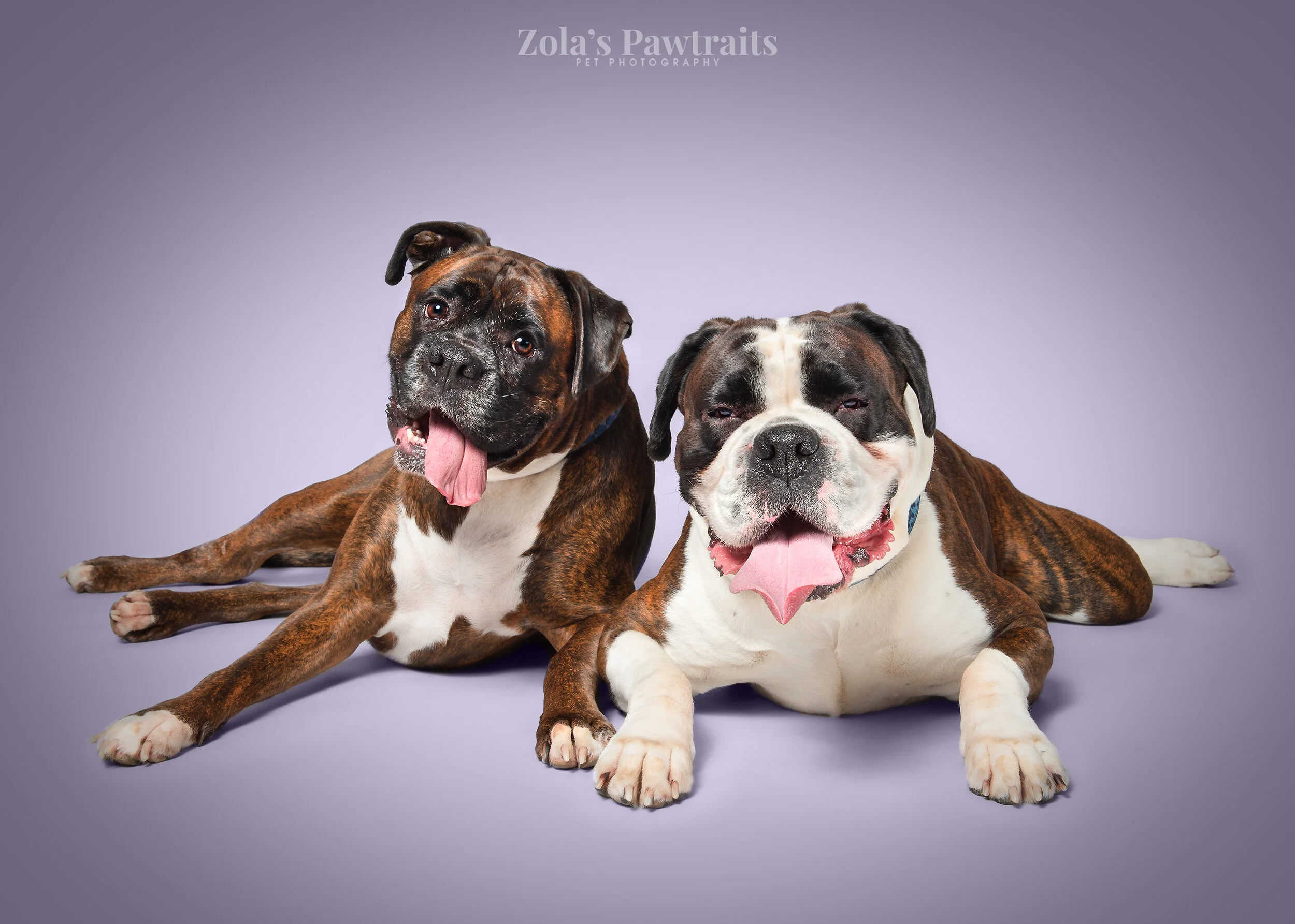 PETPHOTOGRAHY_ZOLASPAWTRAITS_045.jpg