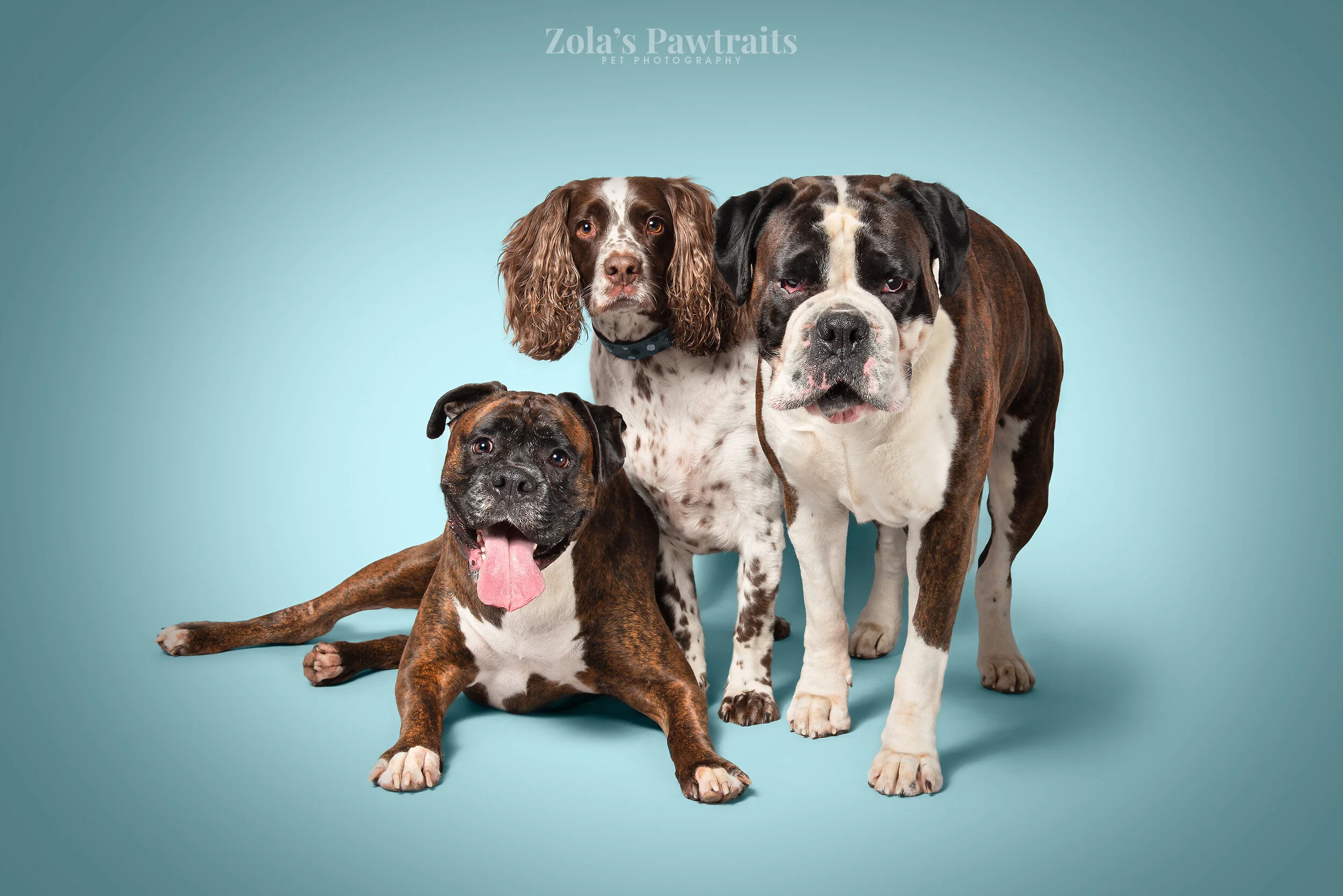 PETPHOTOGRAHY_ZOLASPAWTRAITS_046.jpg