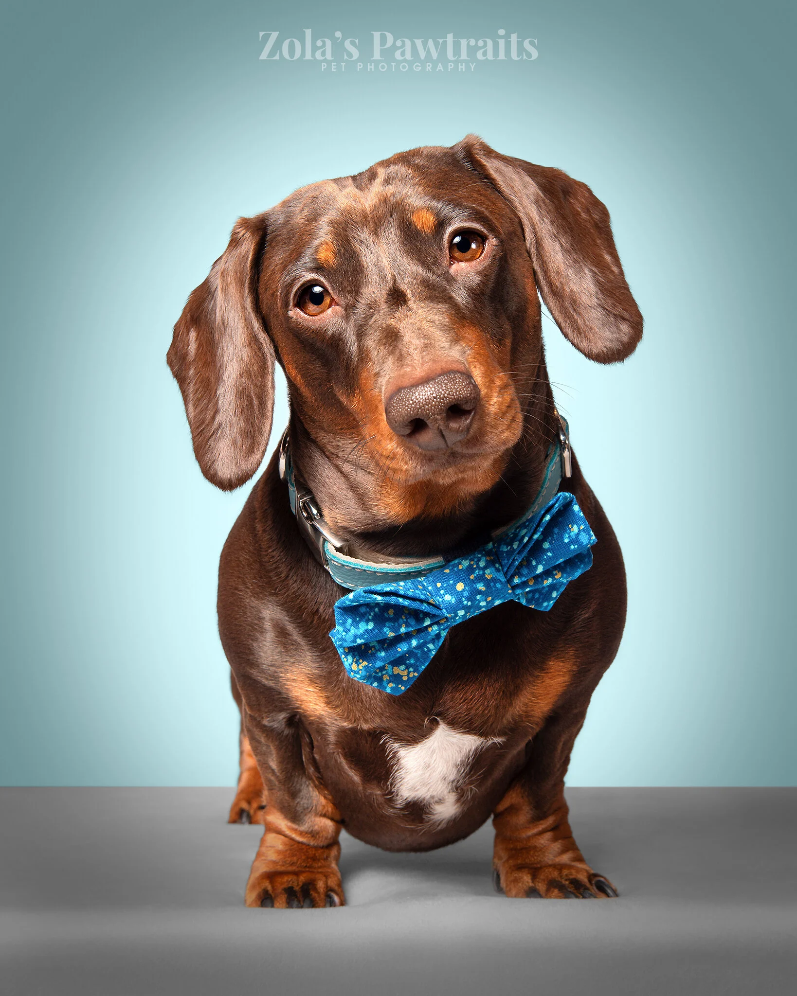 PETPHOTOGRAHY_ZOLASPAWTRAITS_047.jpg