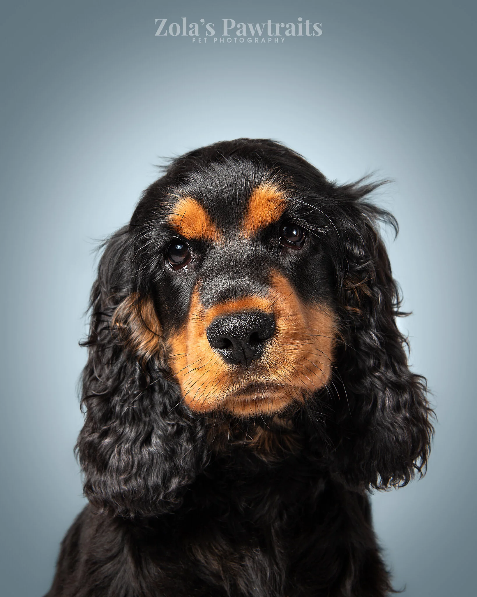 PETPHOTOGRAHY_ZOLASPAWTRAITS_052.jpg