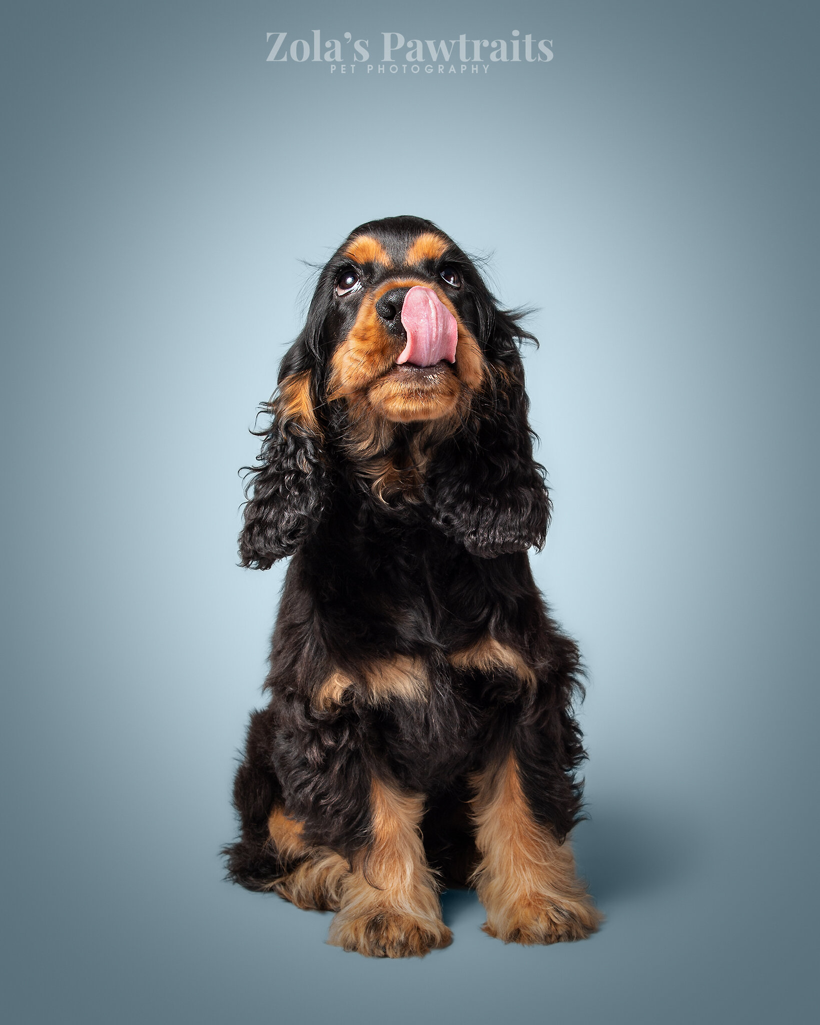 PETPHOTOGRAHY_ZOLASPAWTRAITS_054.jpg