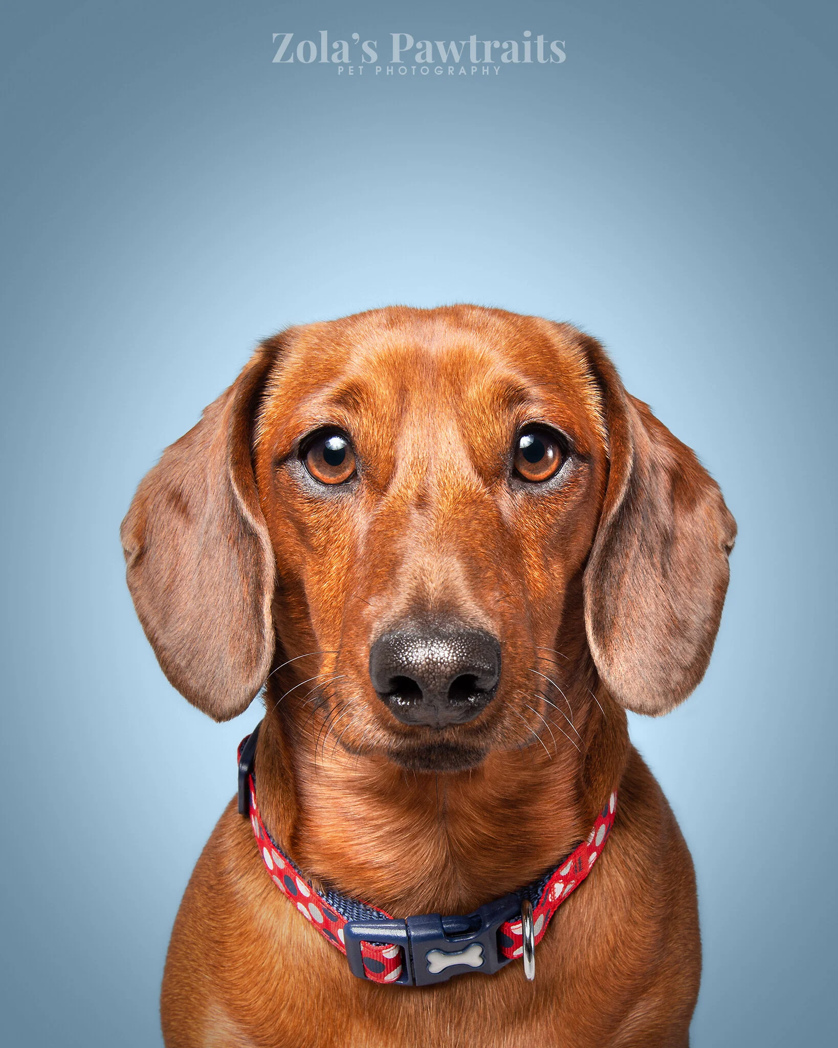 PETPHOTOGRAHY_ZOLASPAWTRAITS_061.jpg