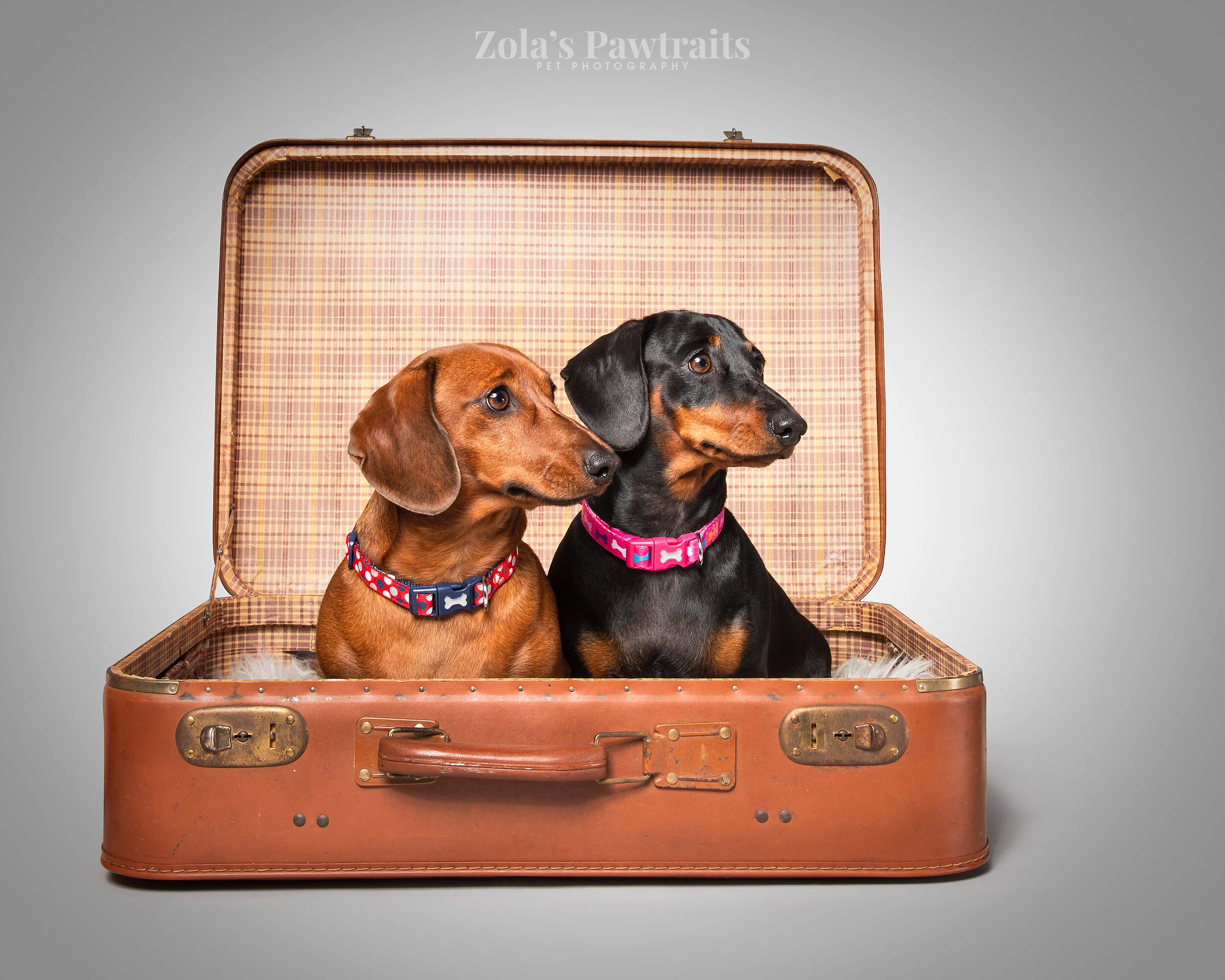 PETPHOTOGRAHY_ZOLASPAWTRAITS_060.jpg