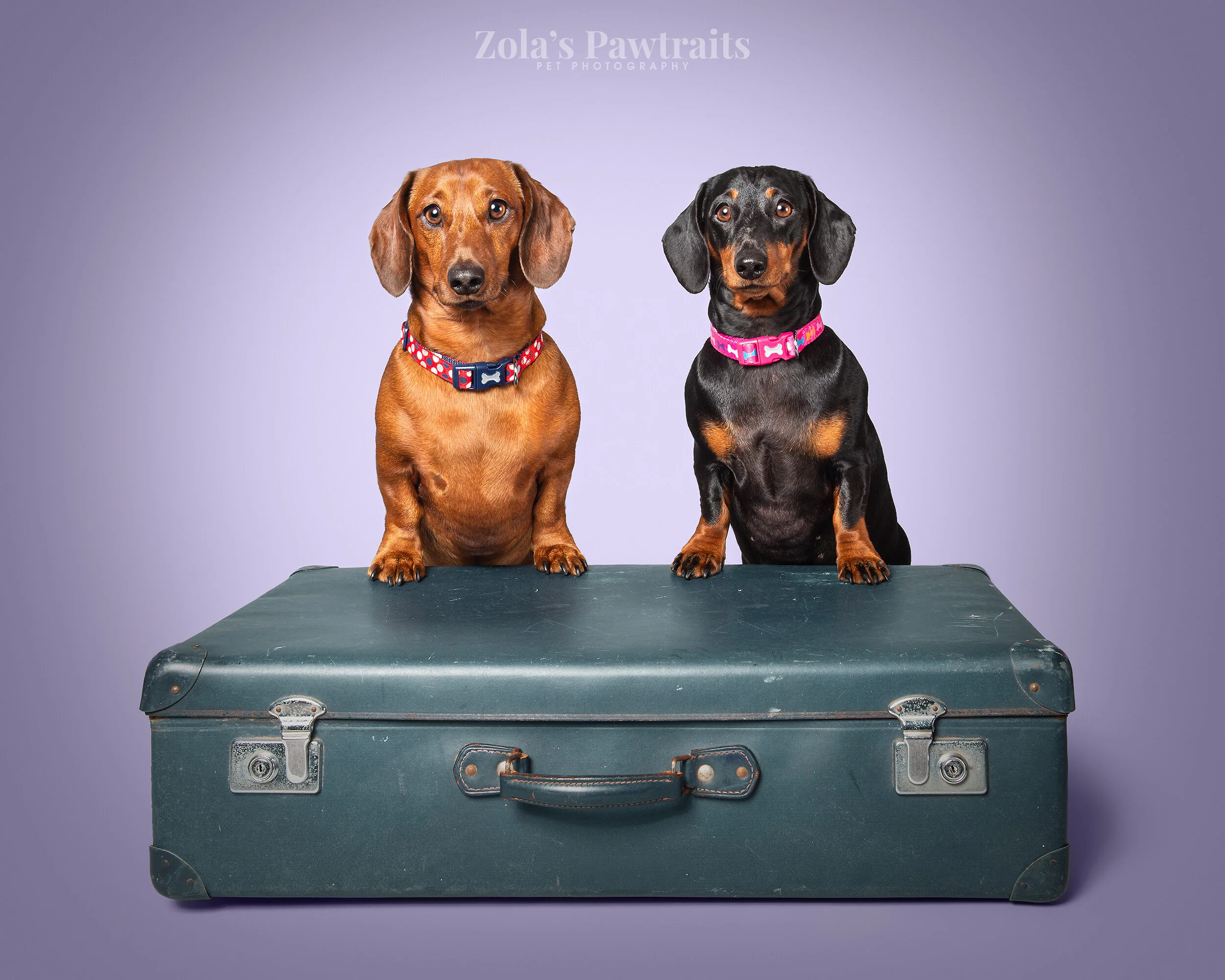 PETPHOTOGRAHY_ZOLASPAWTRAITS_063.jpg