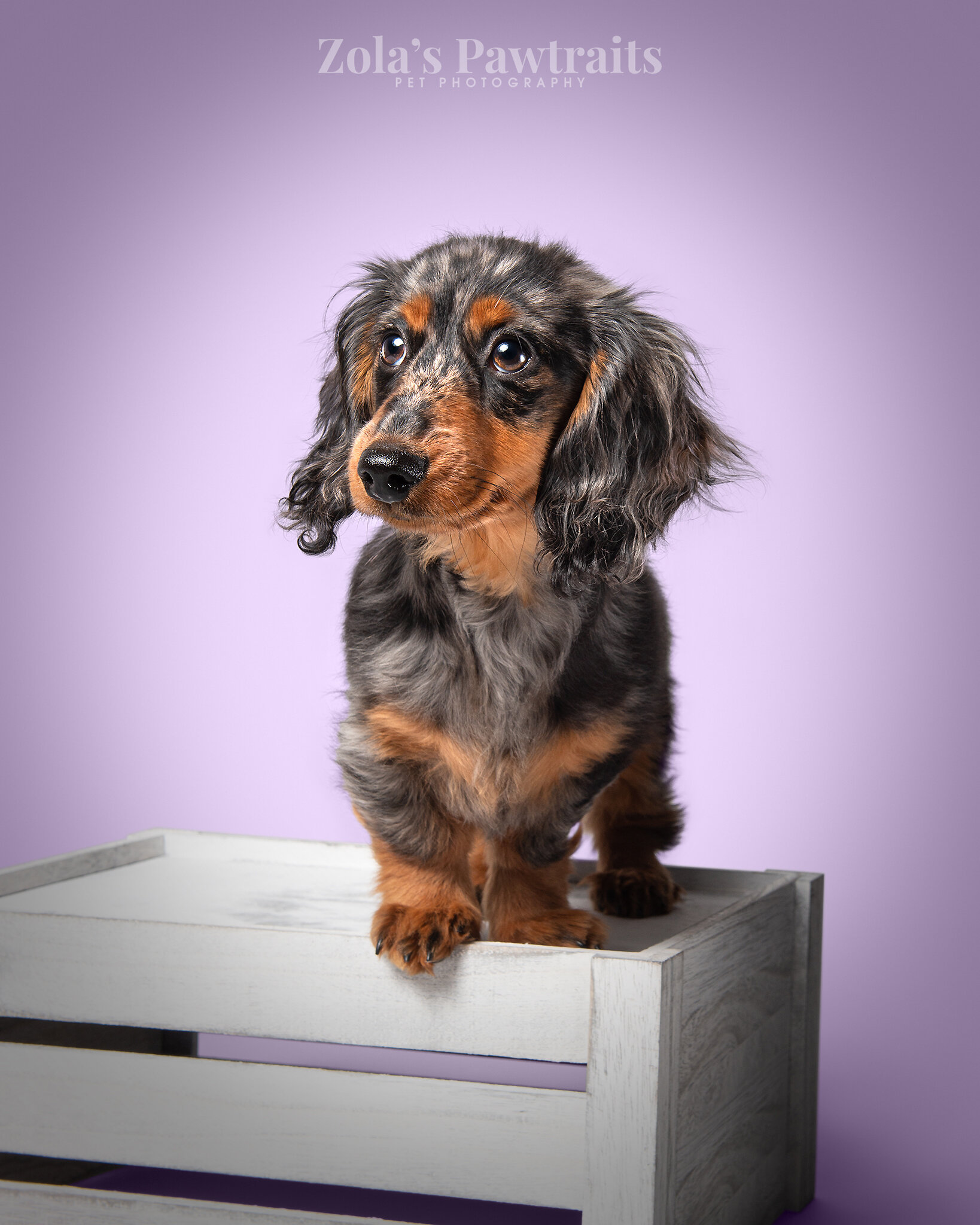 PETPHOTOGRAHY_ZOLASPAWTRAITS_068.jpg