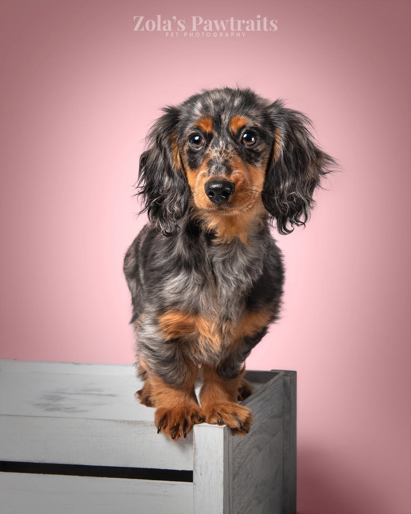 PETPHOTOGRAHY_ZOLASPAWTRAITS_069.jpg