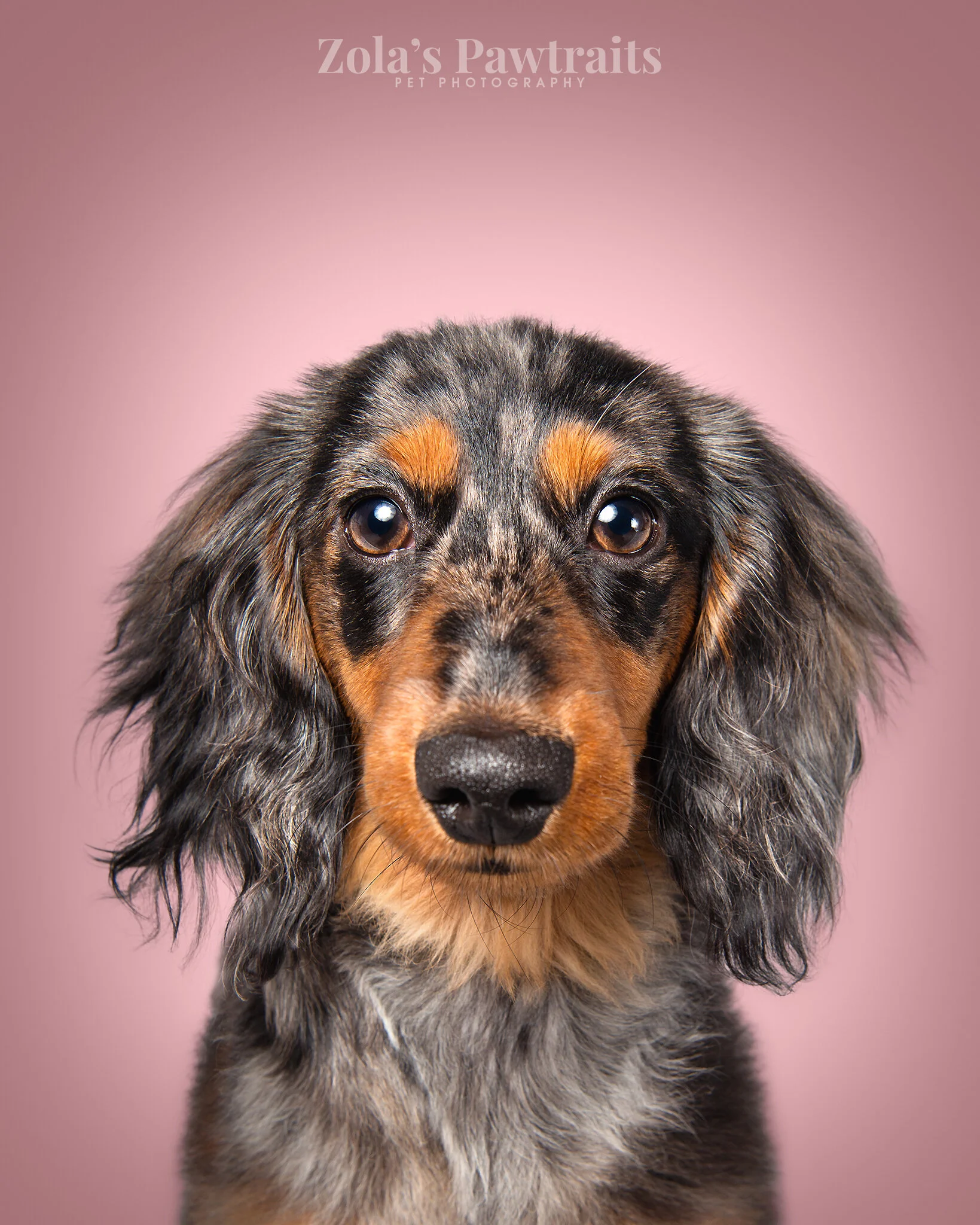 PETPHOTOGRAHY_ZOLASPAWTRAITS_071.jpg